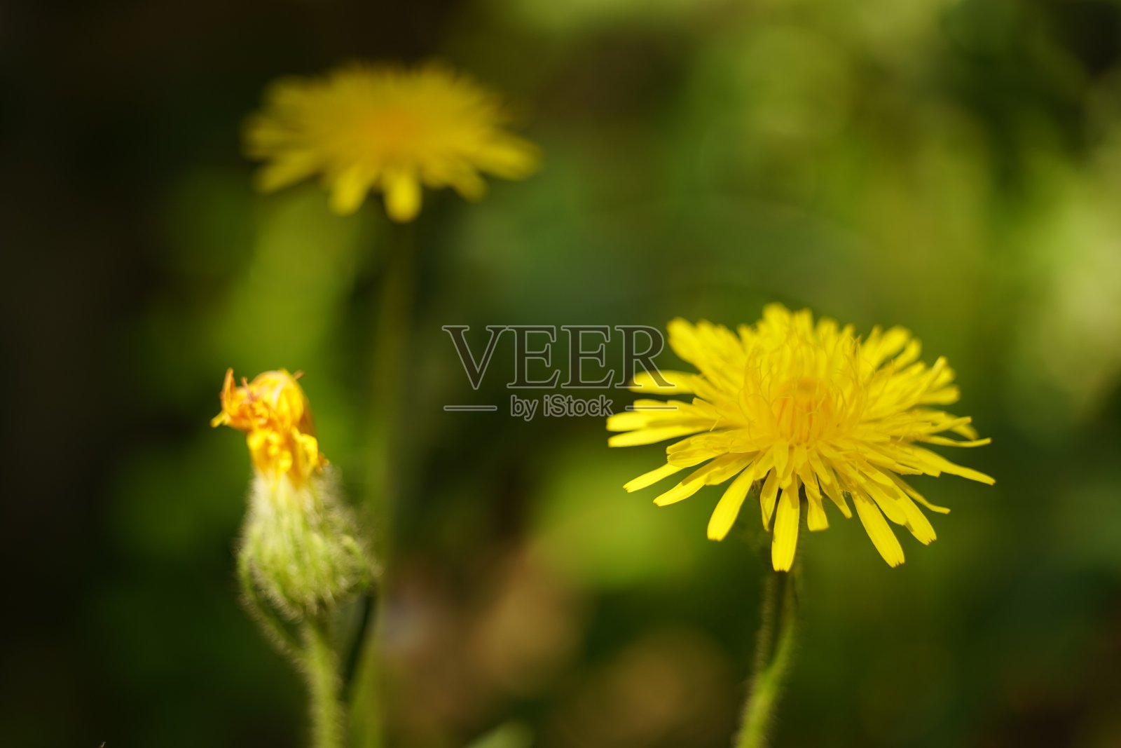 可爱的黄花生长在阳光明媚的夏日花园照片摄影图片
