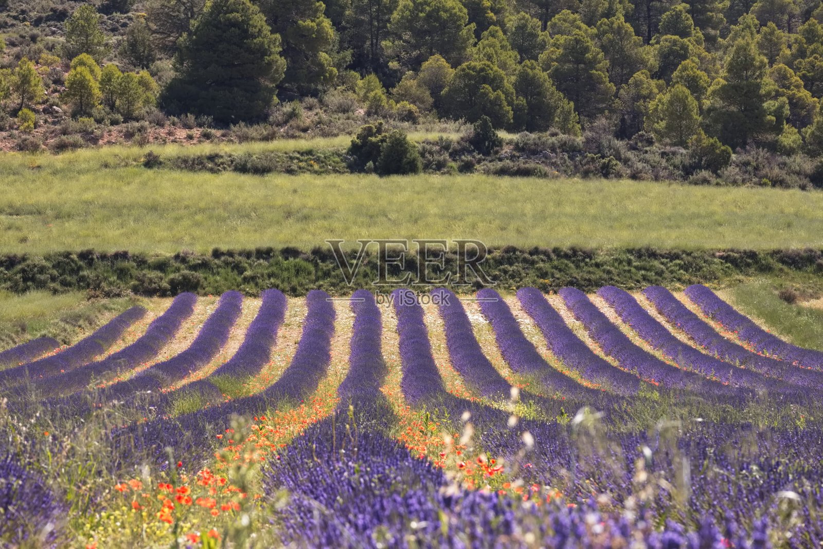穆尔西亚省美丽的薰衣草田景观照片摄影图片