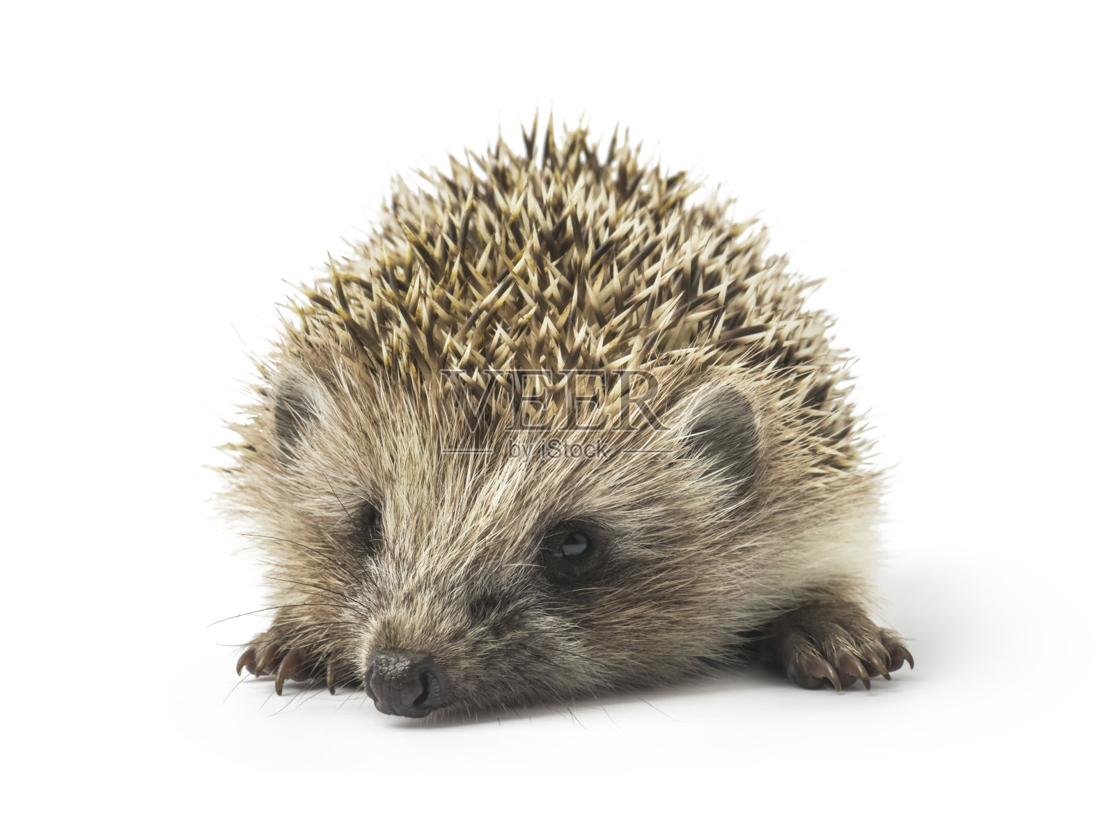 孤立在白色背景上的多刺刺猬。照片摄影图片