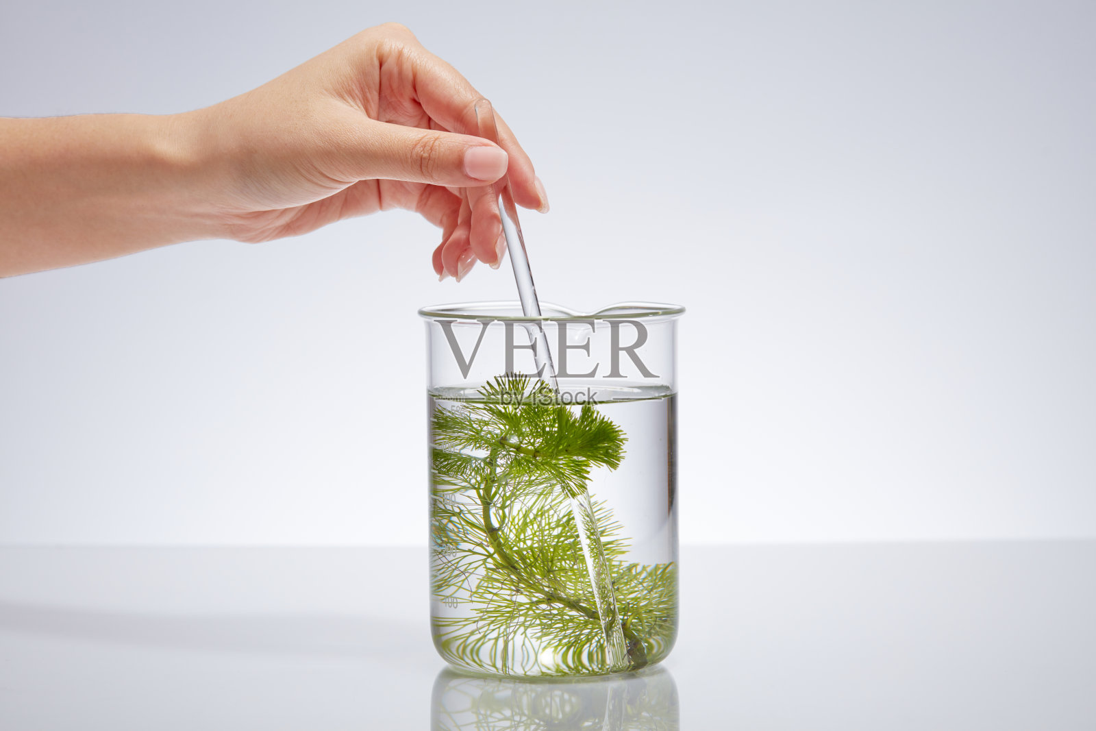 海藻的概念照片摄影图片