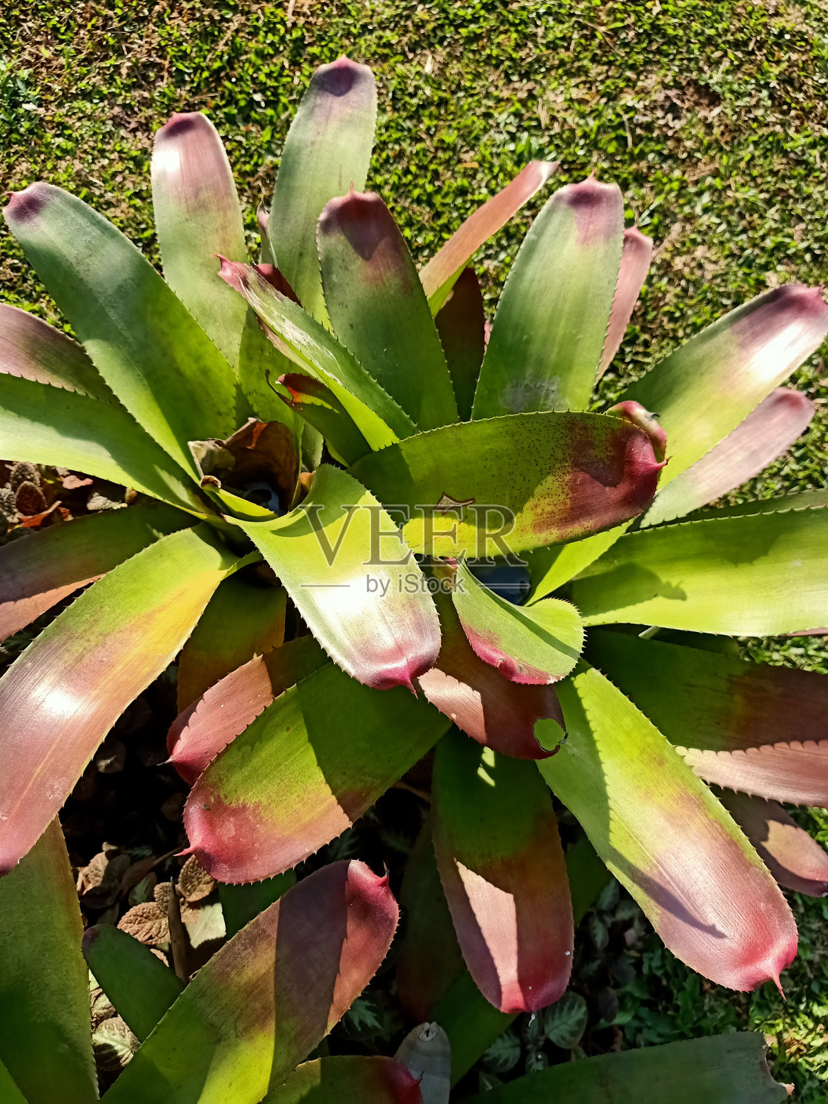 新樱植物特写照片摄影图片