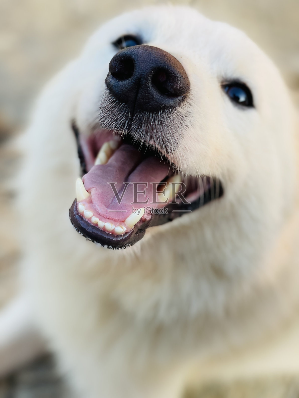 美国爱斯基摩照片摄影图片