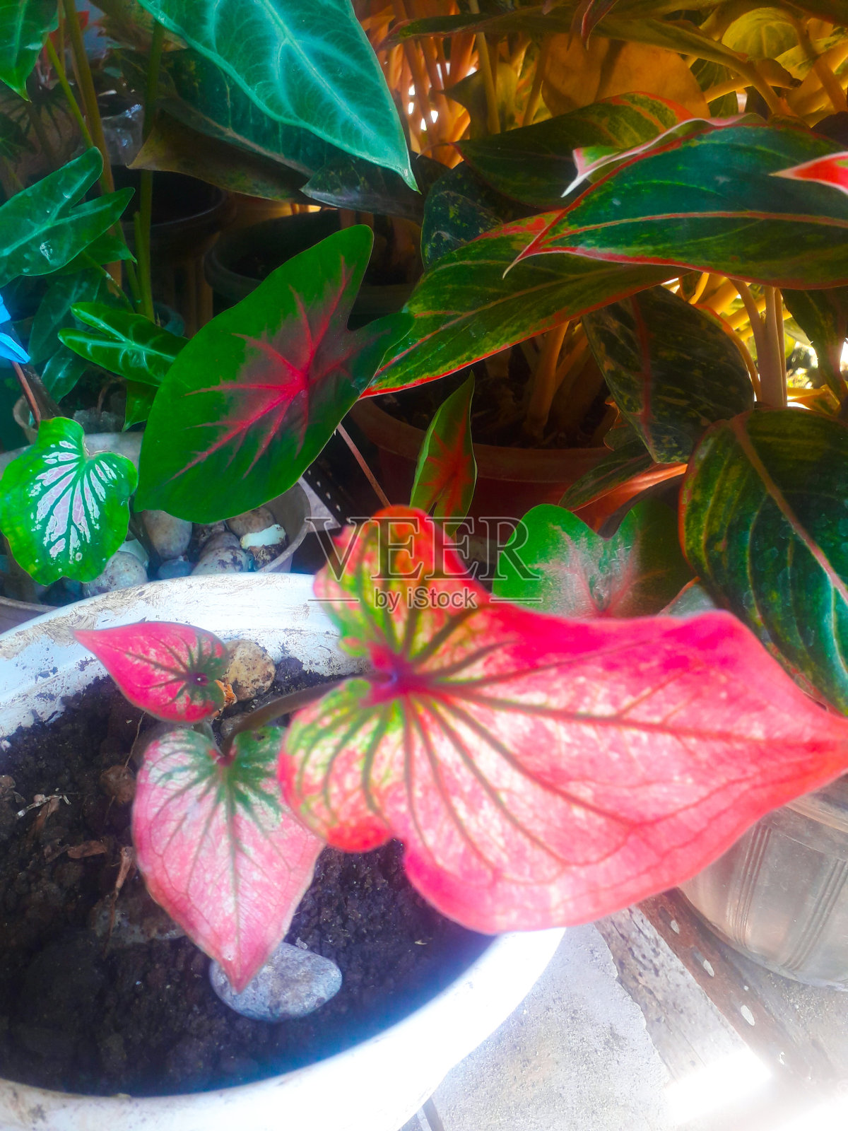 非常漂亮的植物照片摄影图片