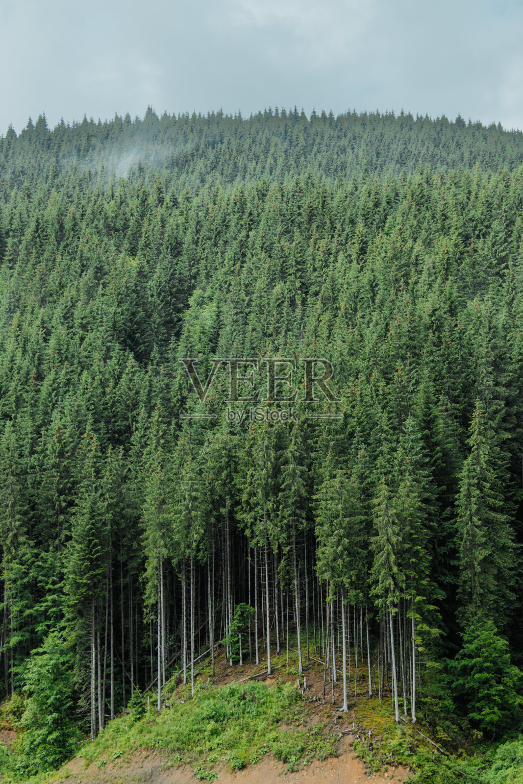 云杉，森林照片摄影图片