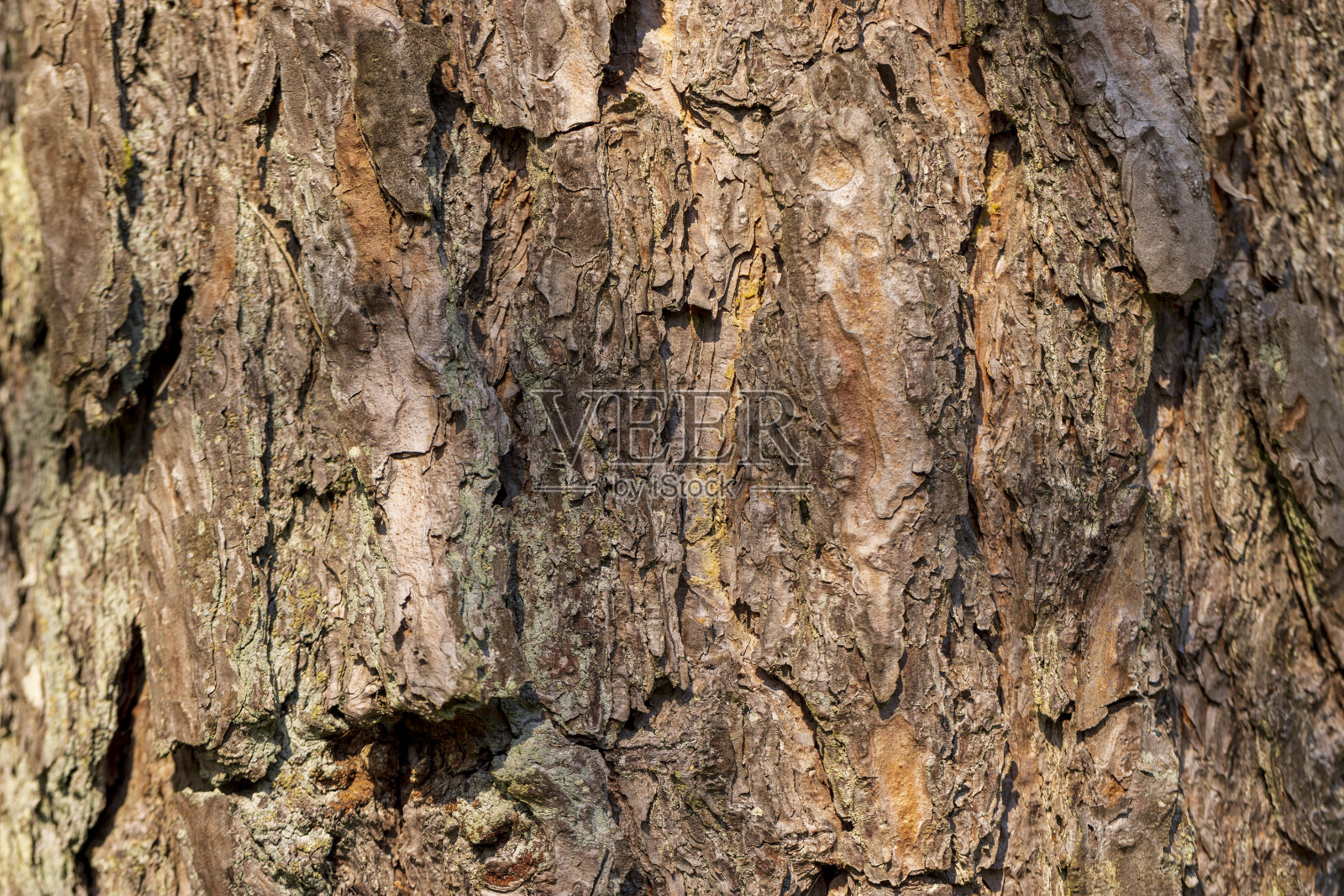 这是一棵老松树的树干细节，树皮呈棕色照片摄影图片