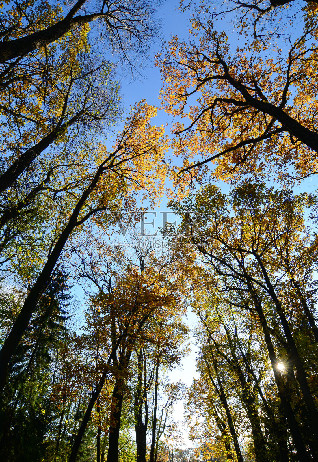 俄罗斯圣彼得堡的秋景照片摄影图片