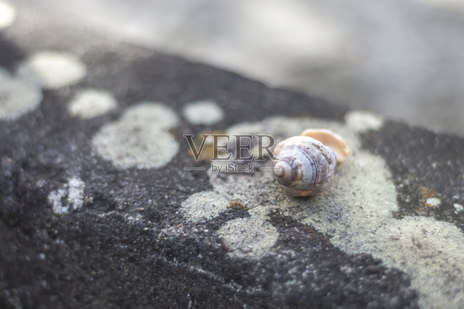 海贝的各种类型的顶部有一个石头与真菌，自然光照片摄影图片