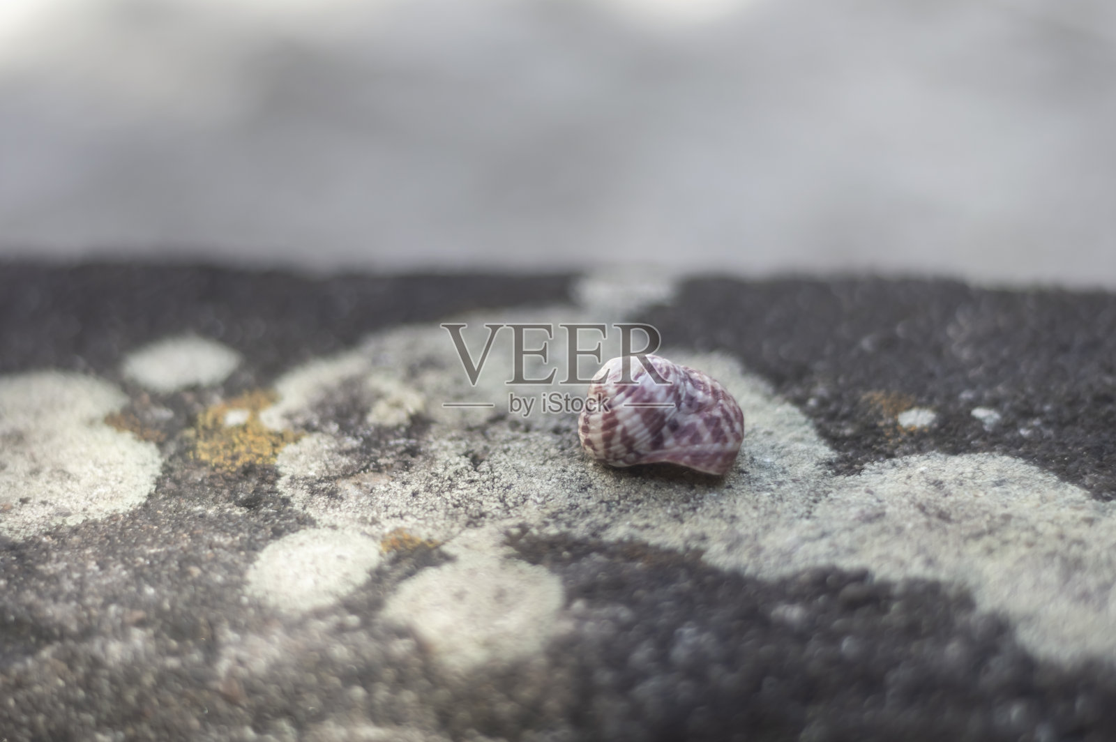 海贝的各种类型的顶部有一个石头与真菌，自然光照片摄影图片