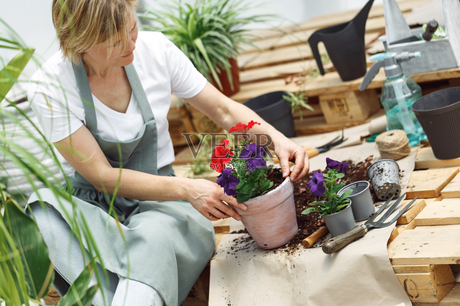 女子双手捧着红花秋海棠幼苗。花园里新栽的小花。戴着围裙种花的园丁照片摄影图片