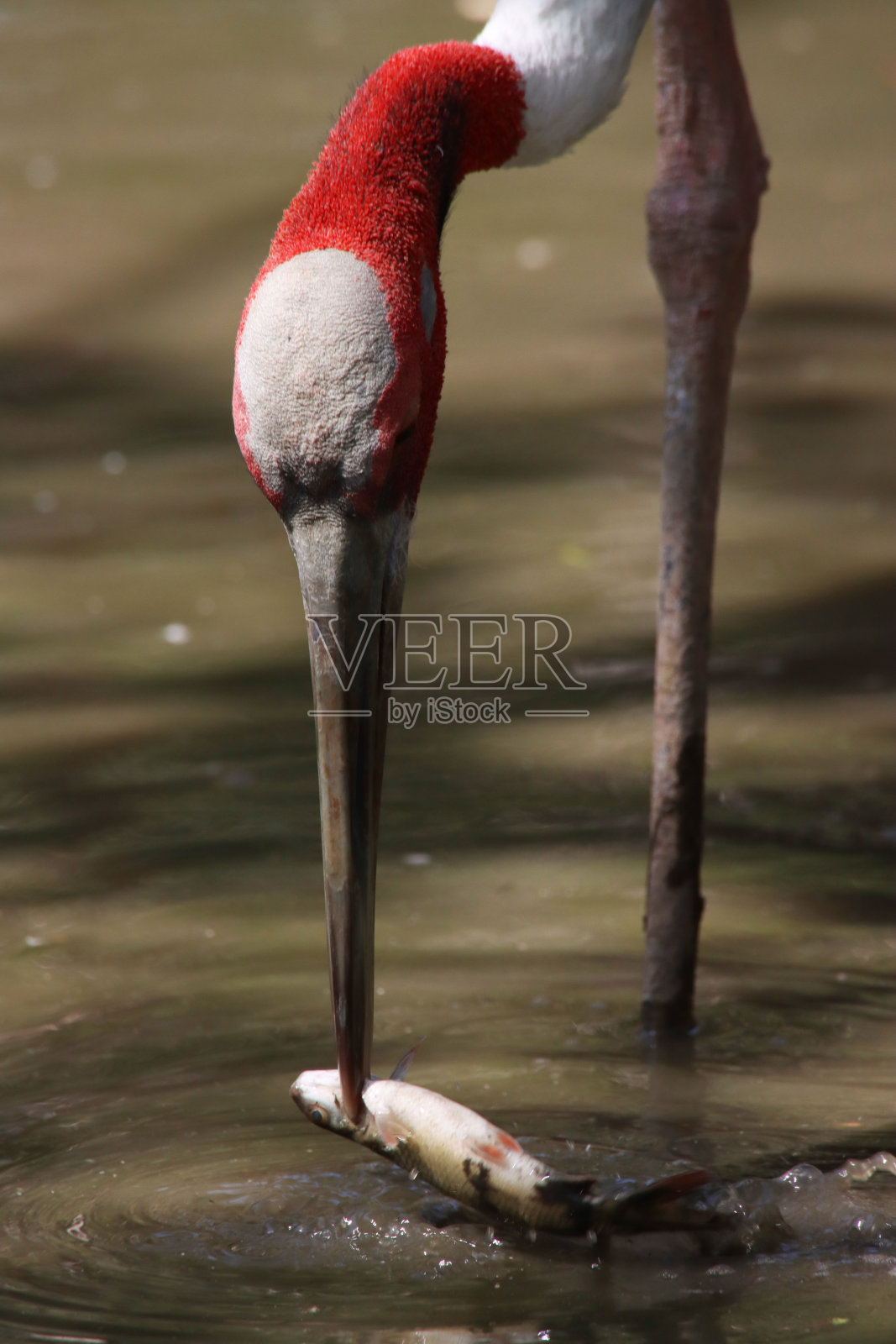 鹤(Antigone Antigone)在湿地泥泞的水中涉水捕鱼的特写图像，弯曲的红色头部和上颈部，灰色的身体羽毛，捕获的鱼在嘴里，晴天，热带气候，重点在前景照片摄影图片