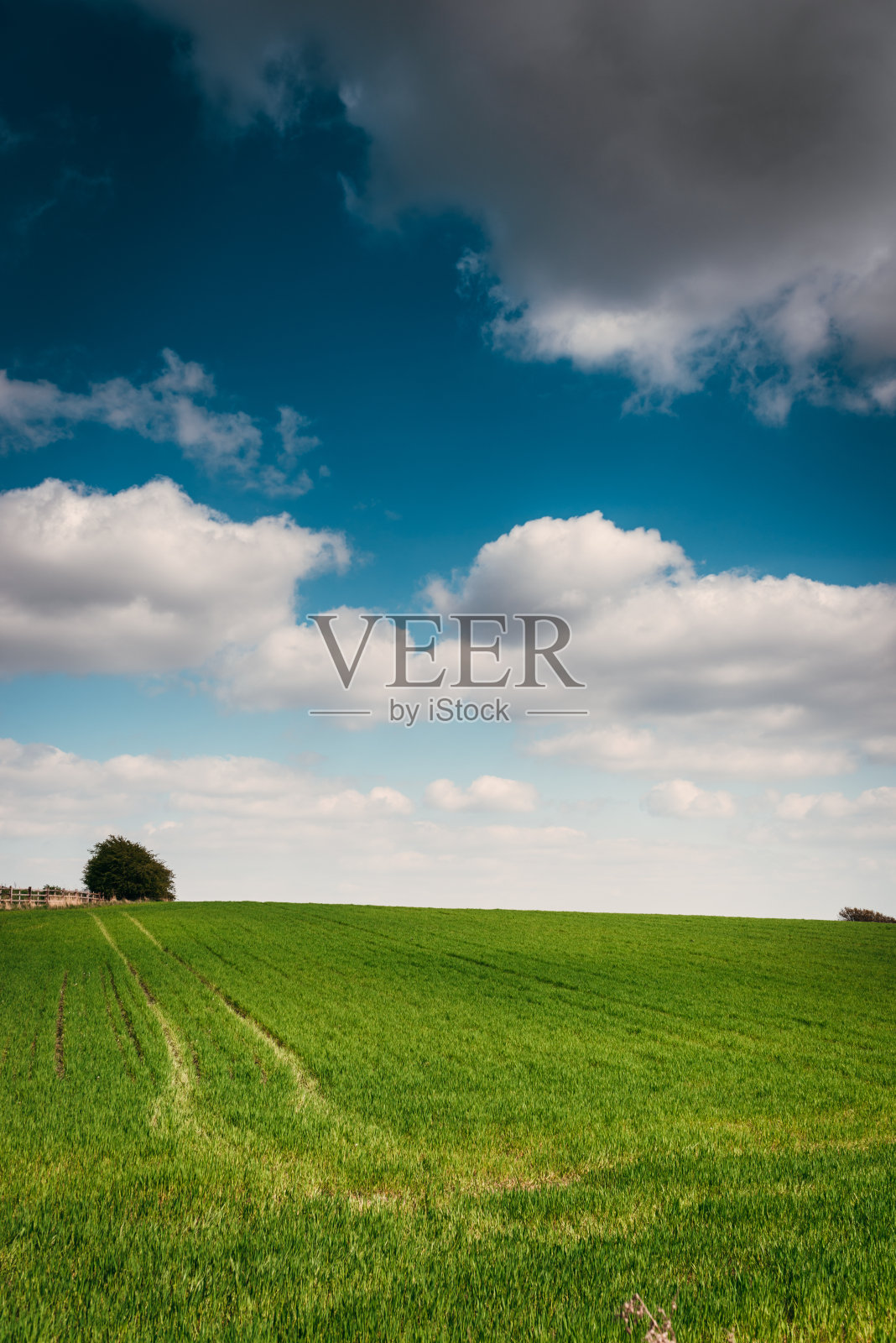 英国绿草地照片摄影图片