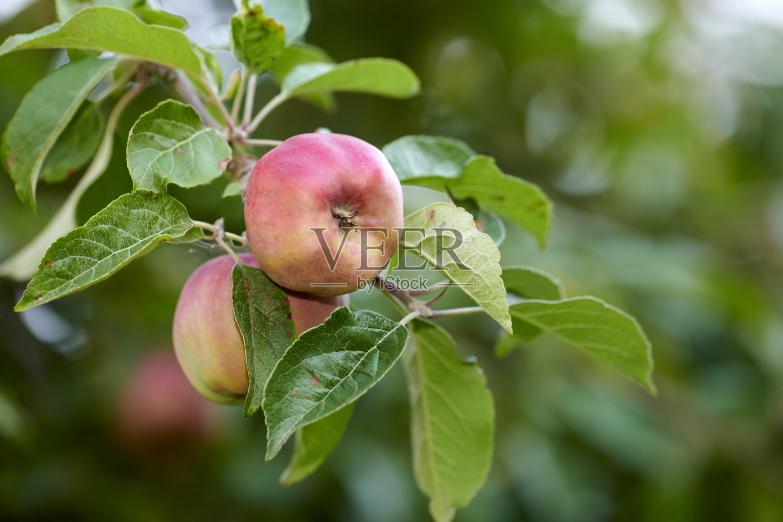 一个红色的天堂苹果在自然环境中挂在树枝上，阳光明媚的日子，健康的吃。一天一个苹果，医生远离我。照片摄影图片