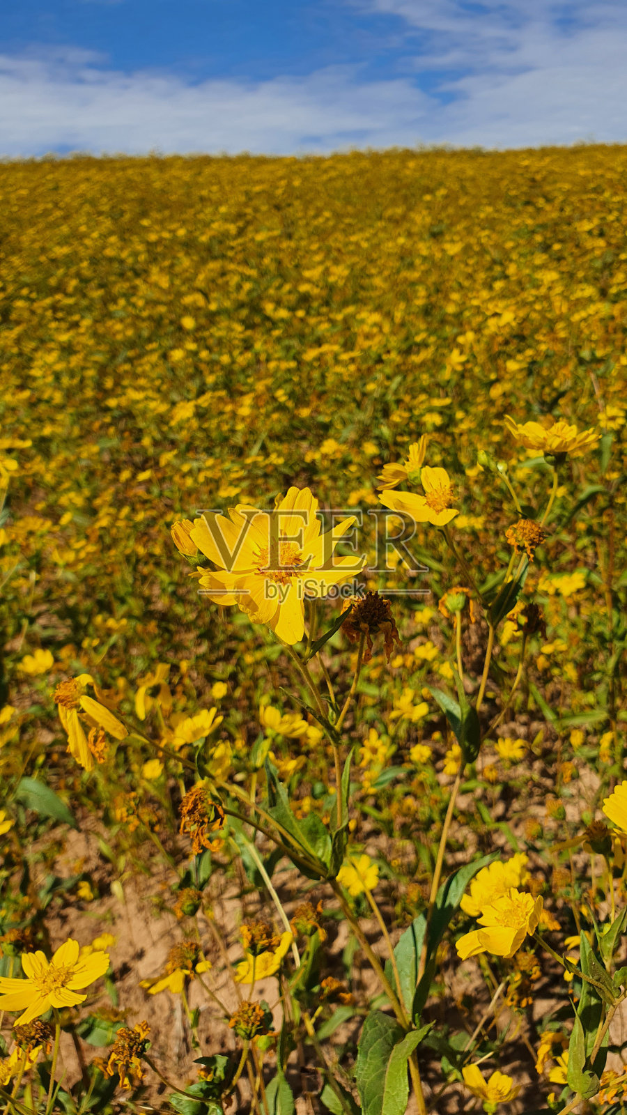 黄色的花照片摄影图片