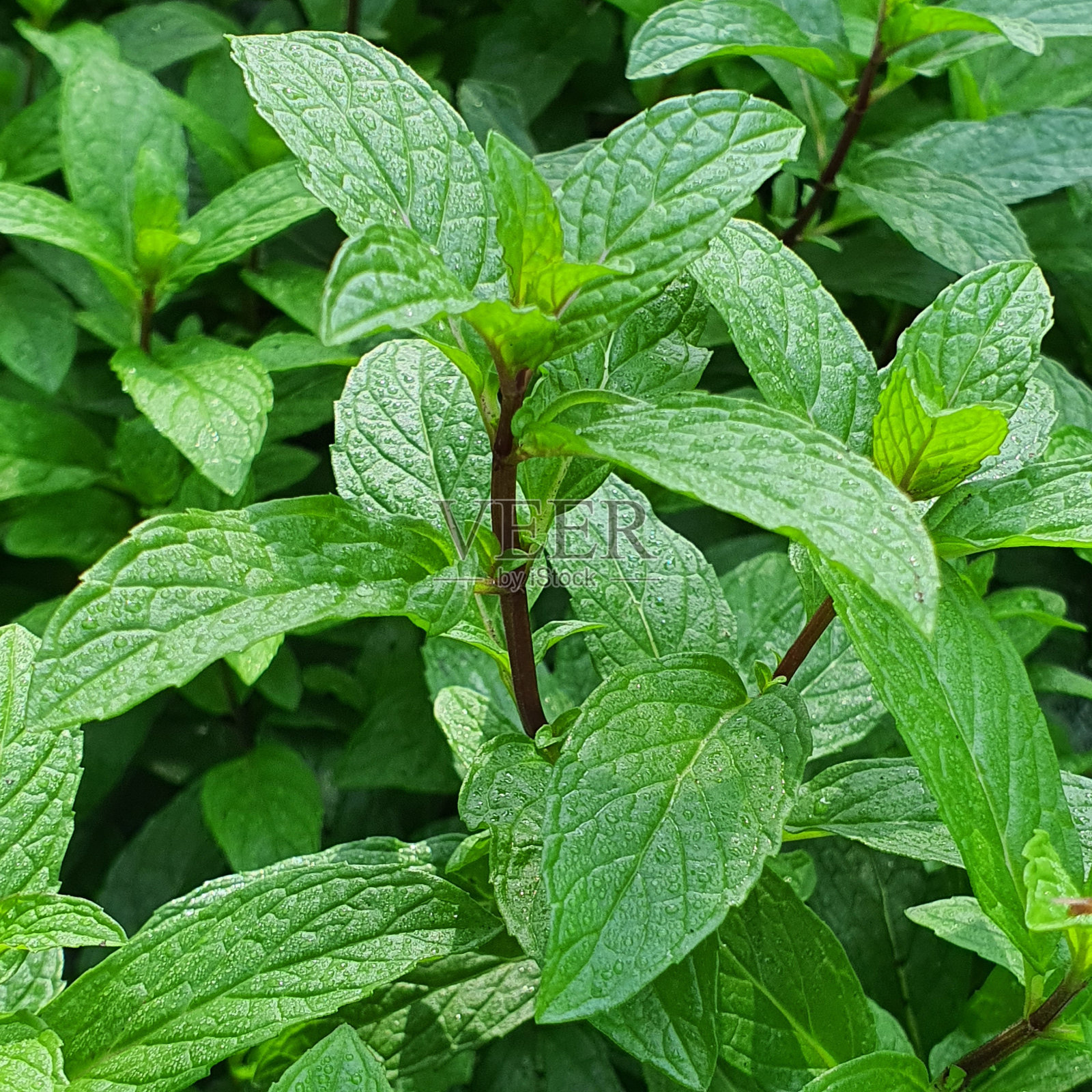 、照片摄影图片