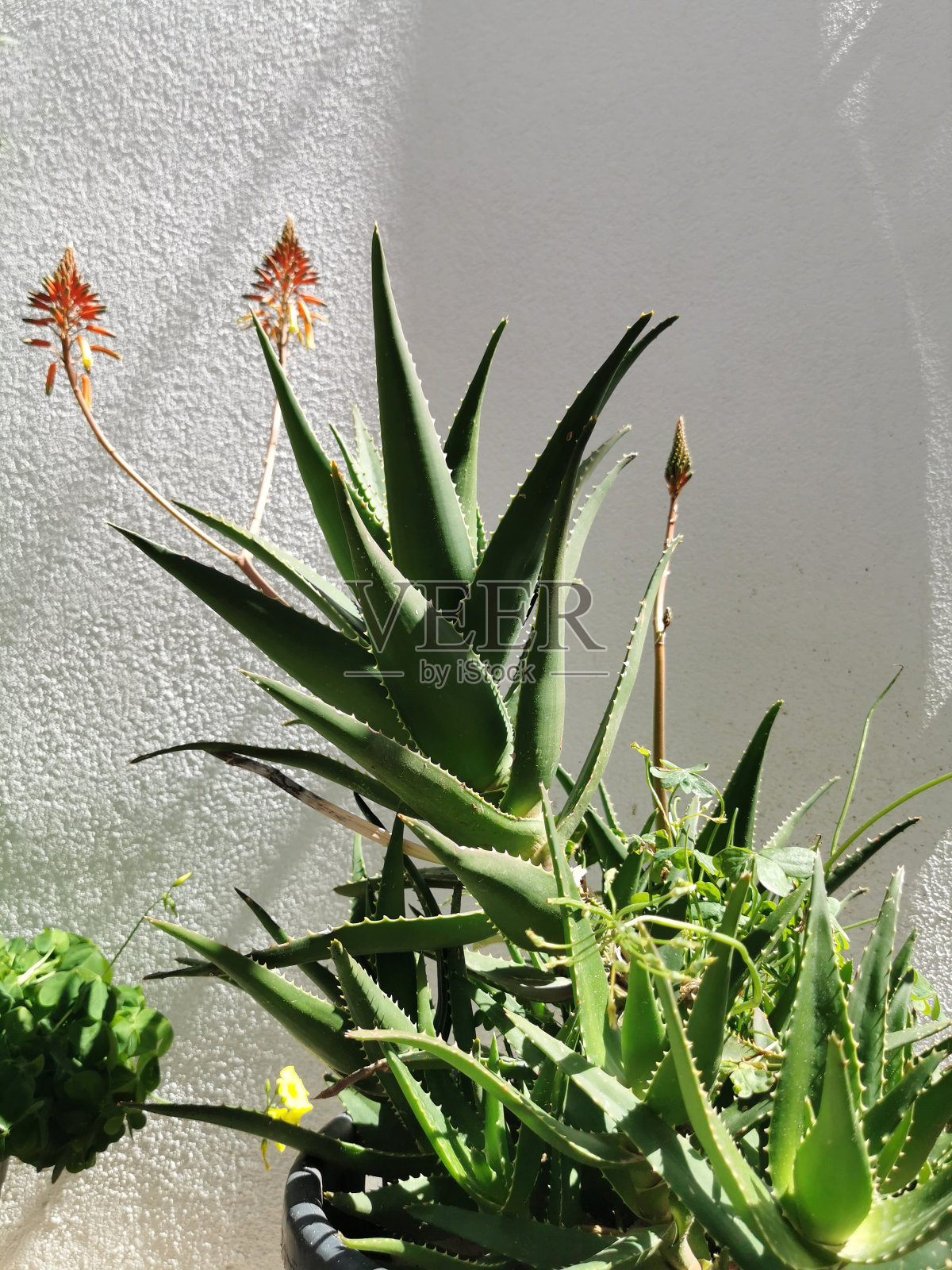 芦荟植物照片摄影图片