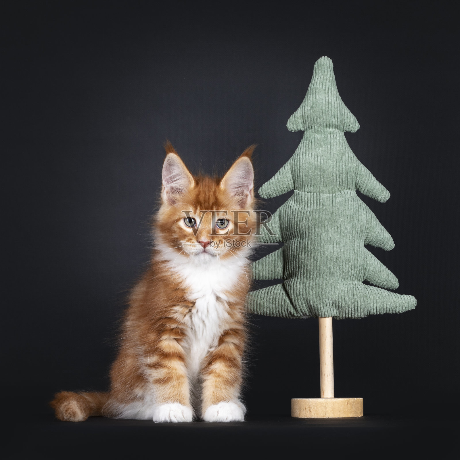 黑色背景的圣诞猫小猫照片摄影图片