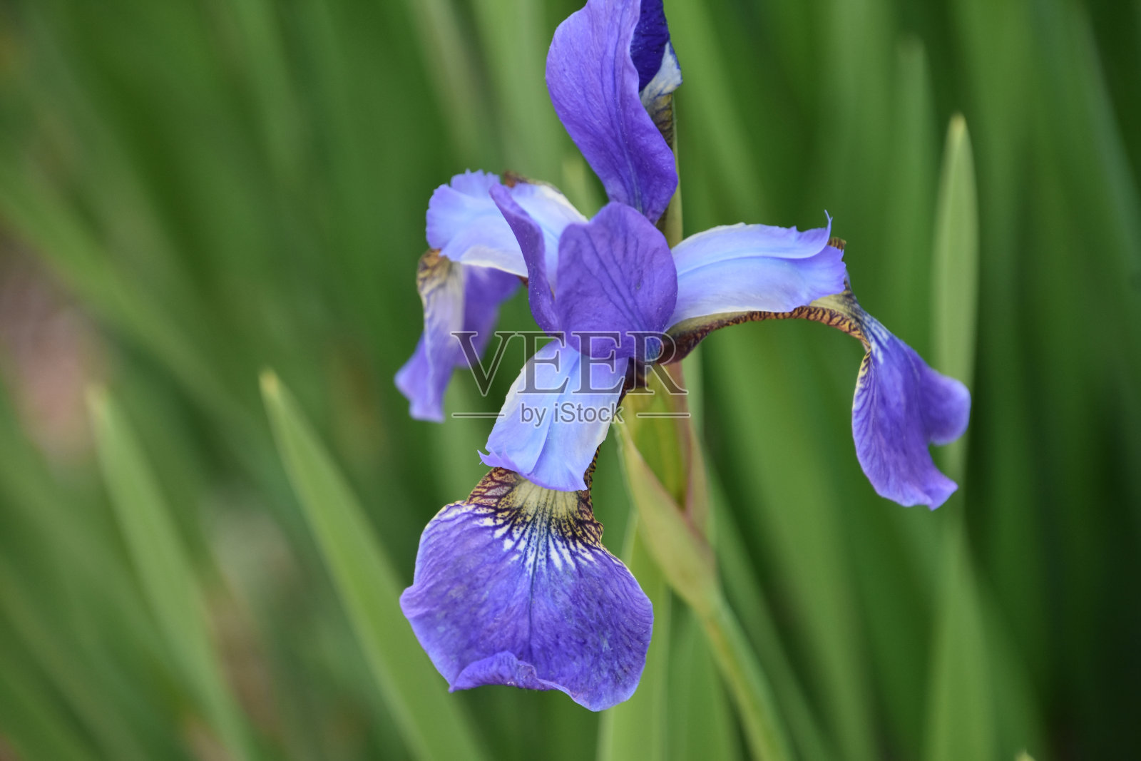《花园里的紫色阴影》中的西伯利亚鸢尾花照片摄影图片