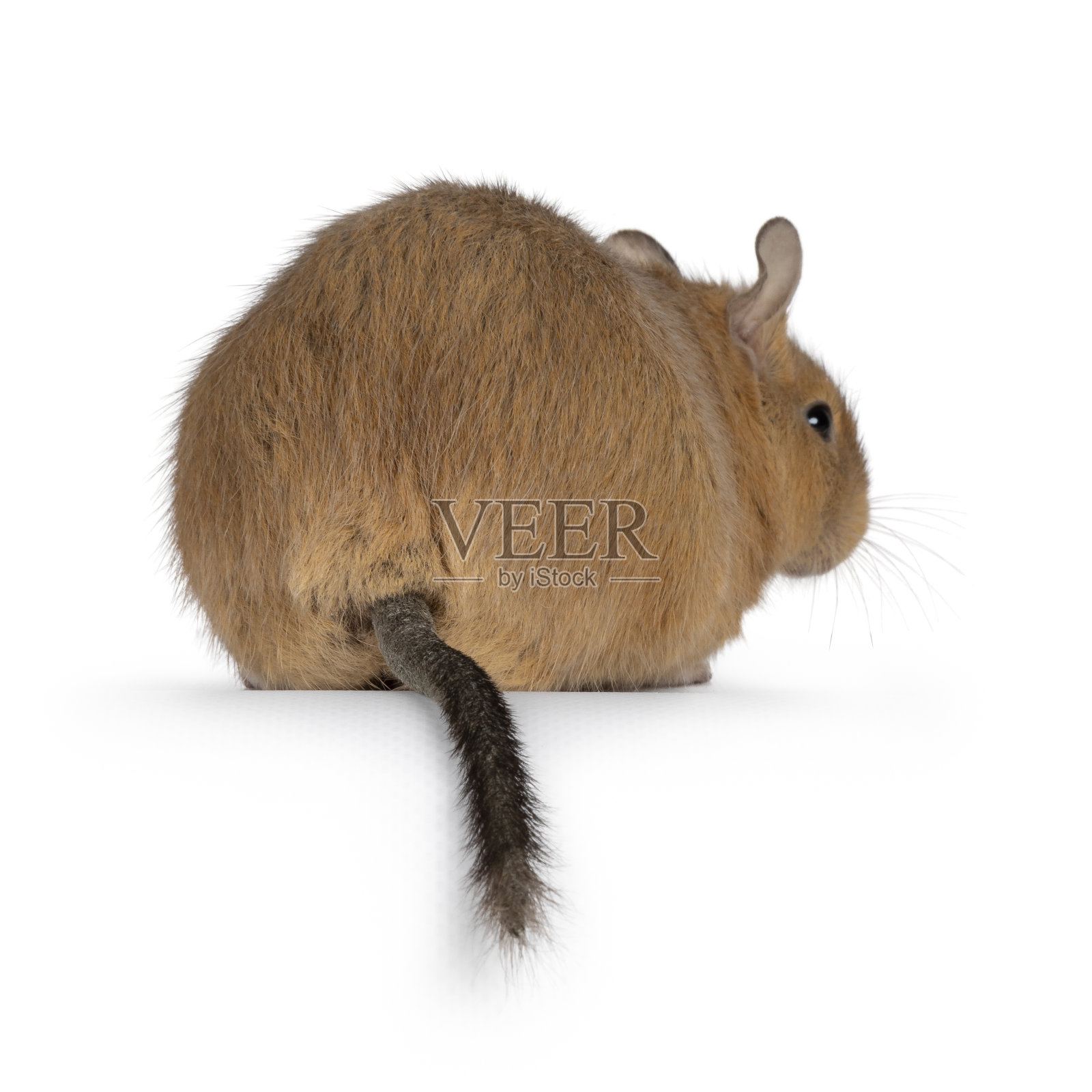 白底德鼓照片摄影图片