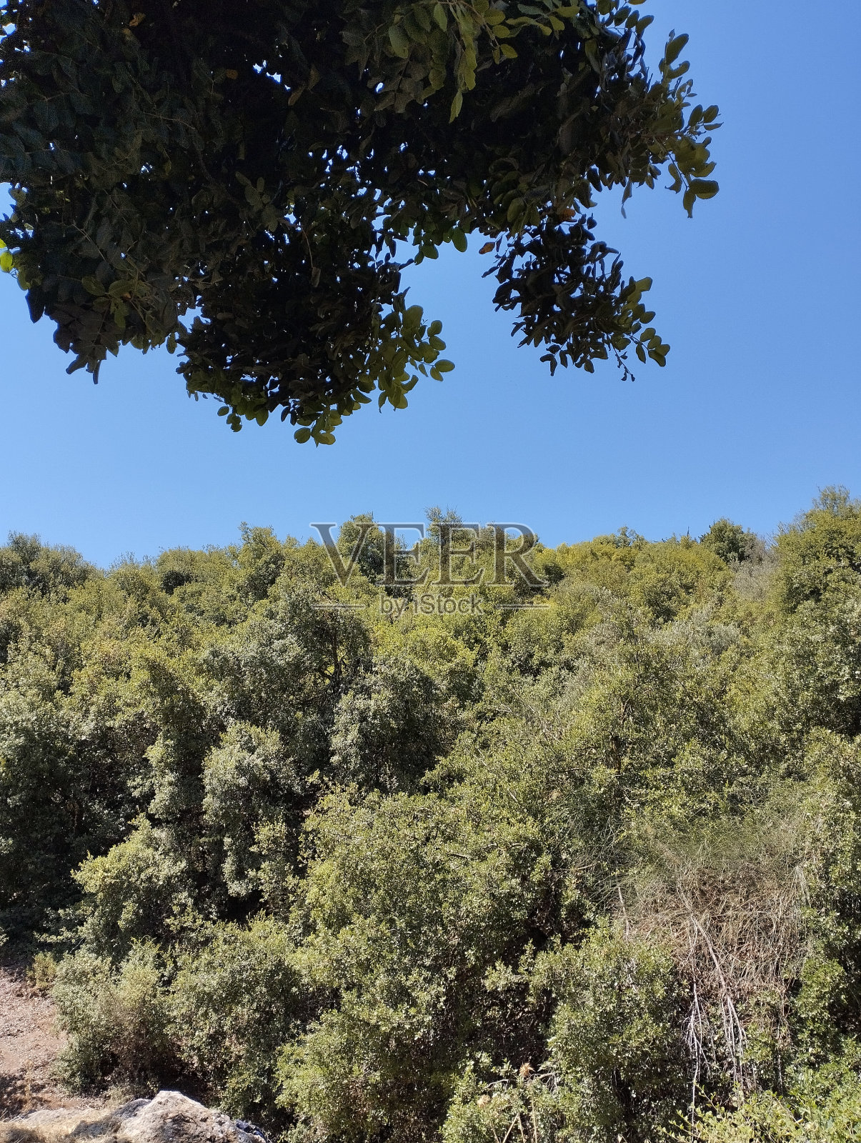 约旦森林照片摄影图片