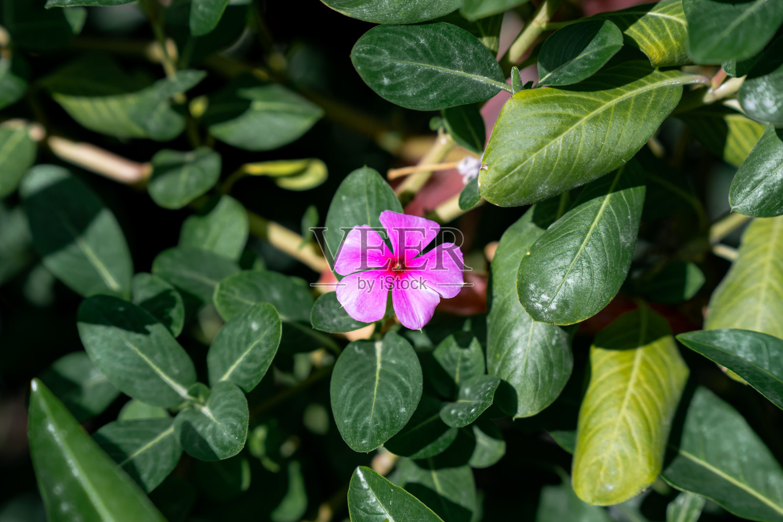 花园里树上的绿叶照片摄影图片