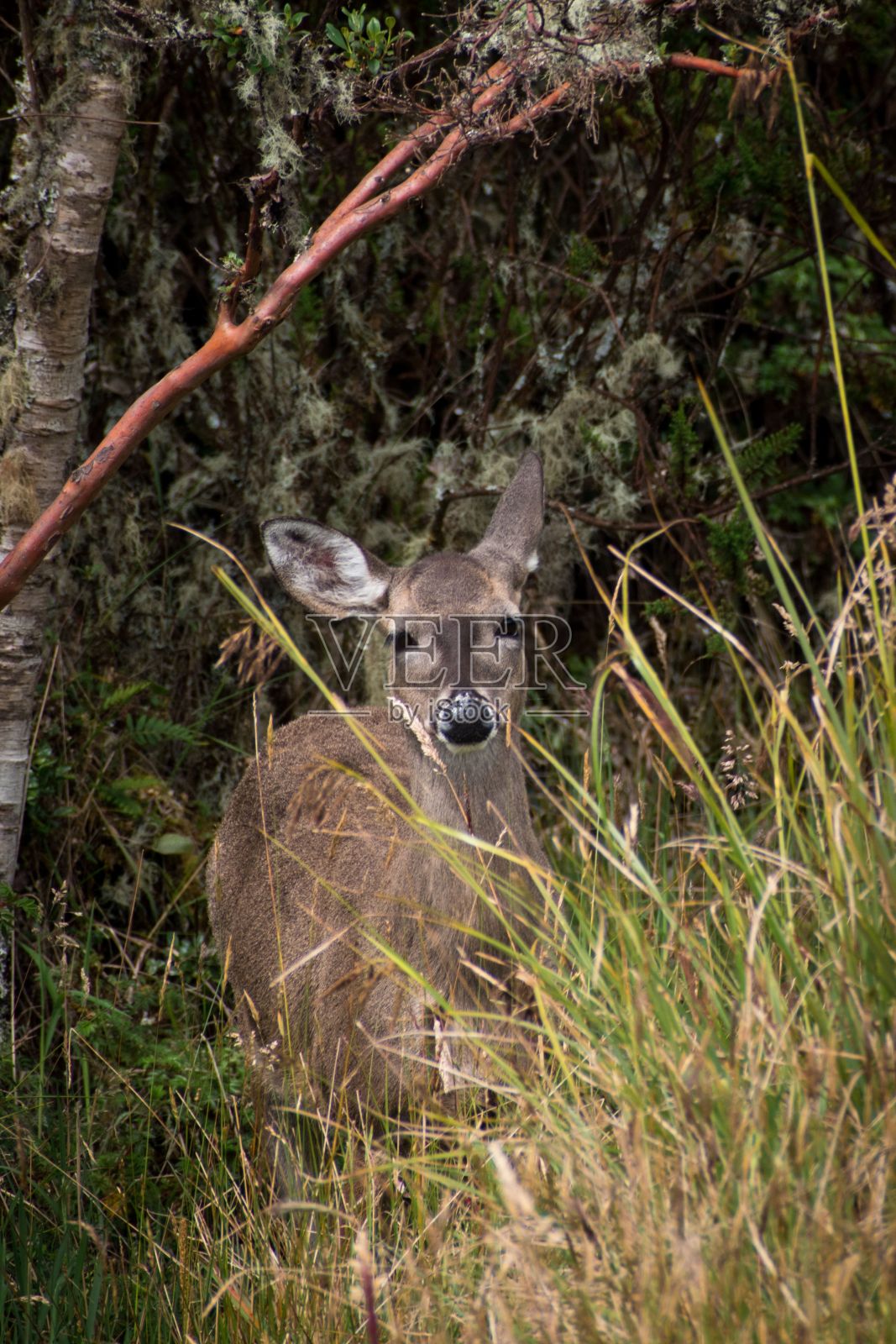 一只白尾鹿躲在高高的草丛中，用嘴吃东西照片摄影图片