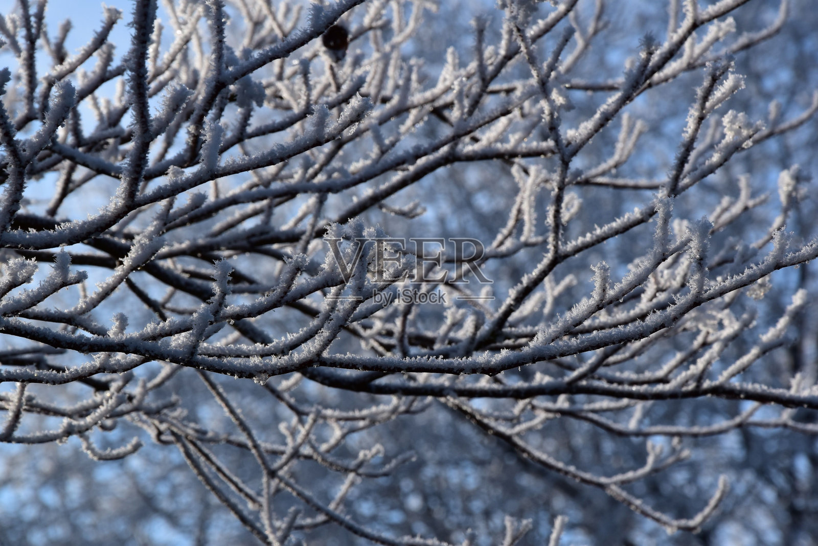 风景如画的常青树上点缀着一层厚厚的冰雪照片摄影图片