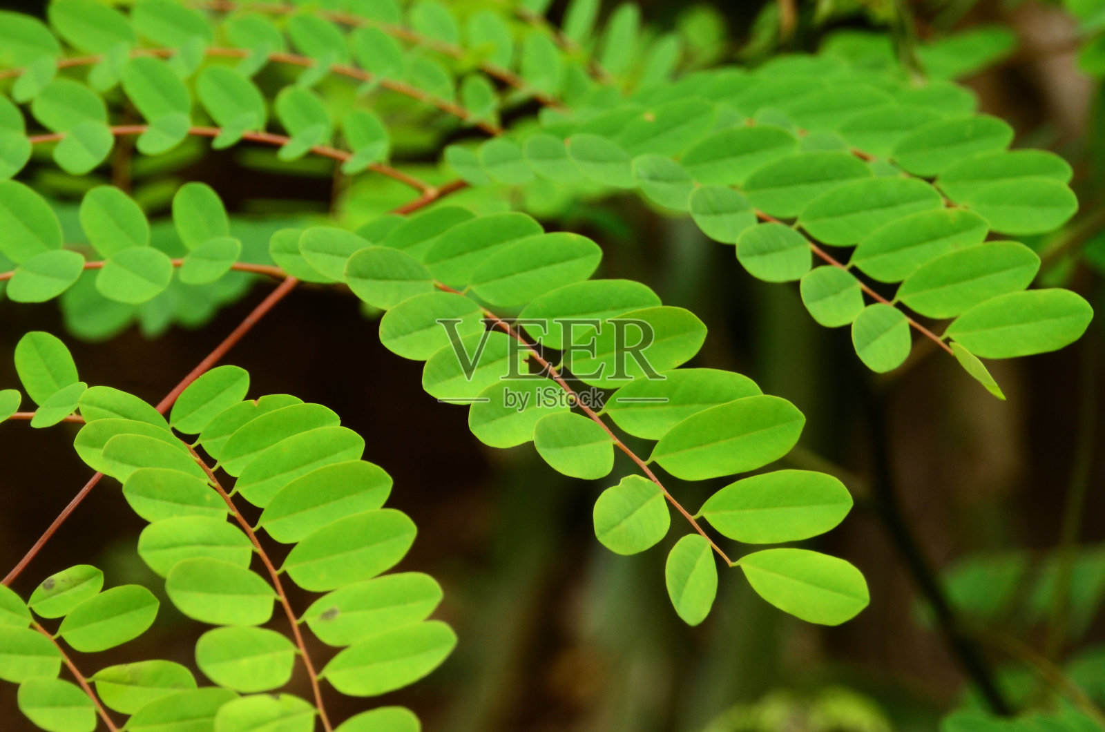 阿德南瑟拉·帕沃尼纳照片摄影图片