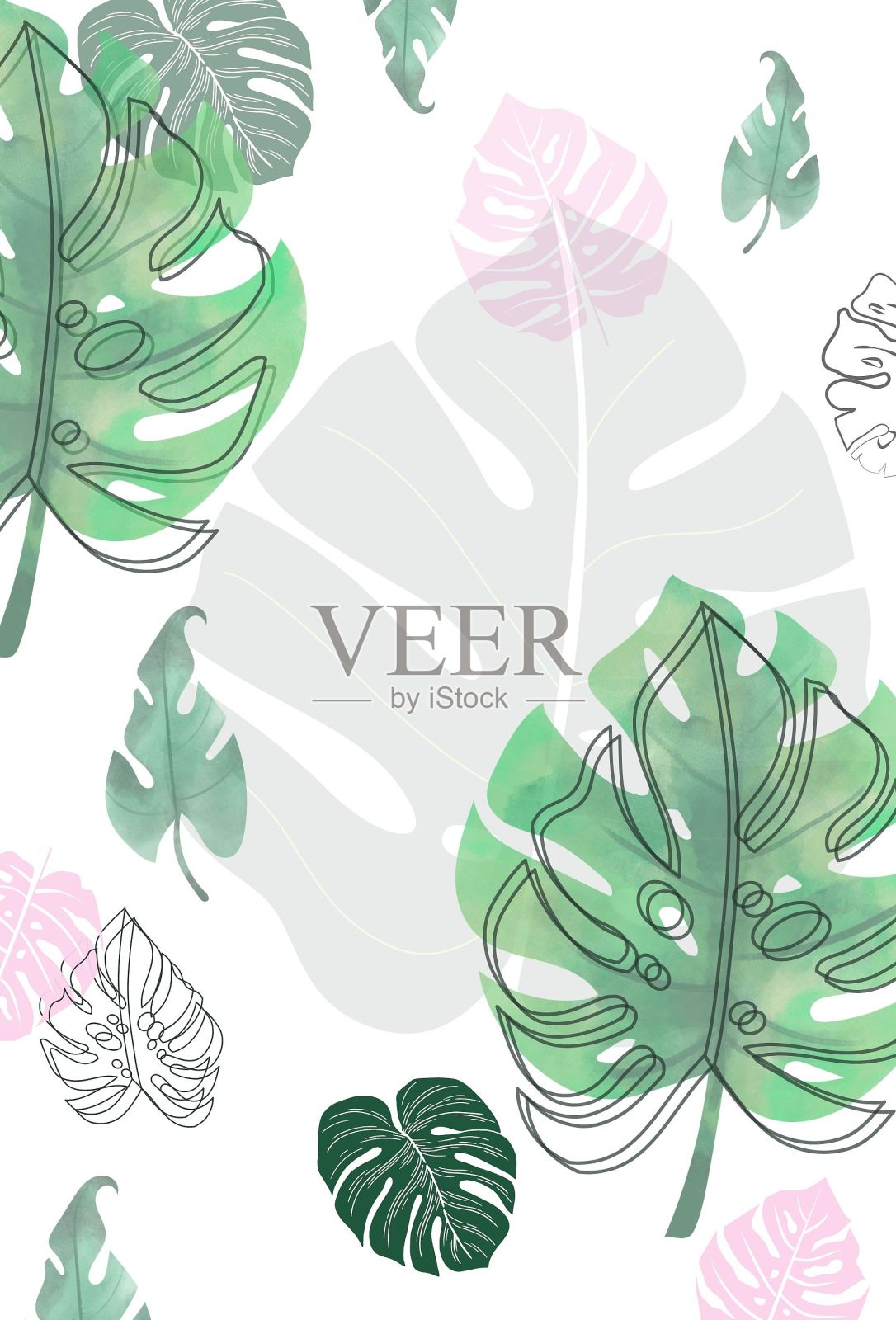 Monstera叶插画图片素材