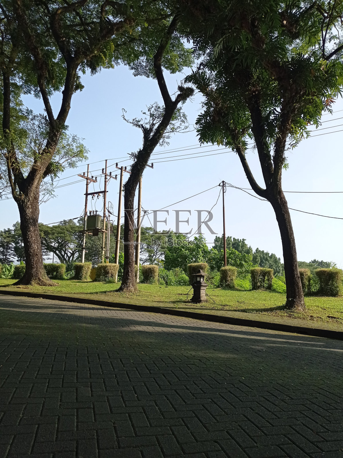 大树有绿色的叶子和树枝照片摄影图片