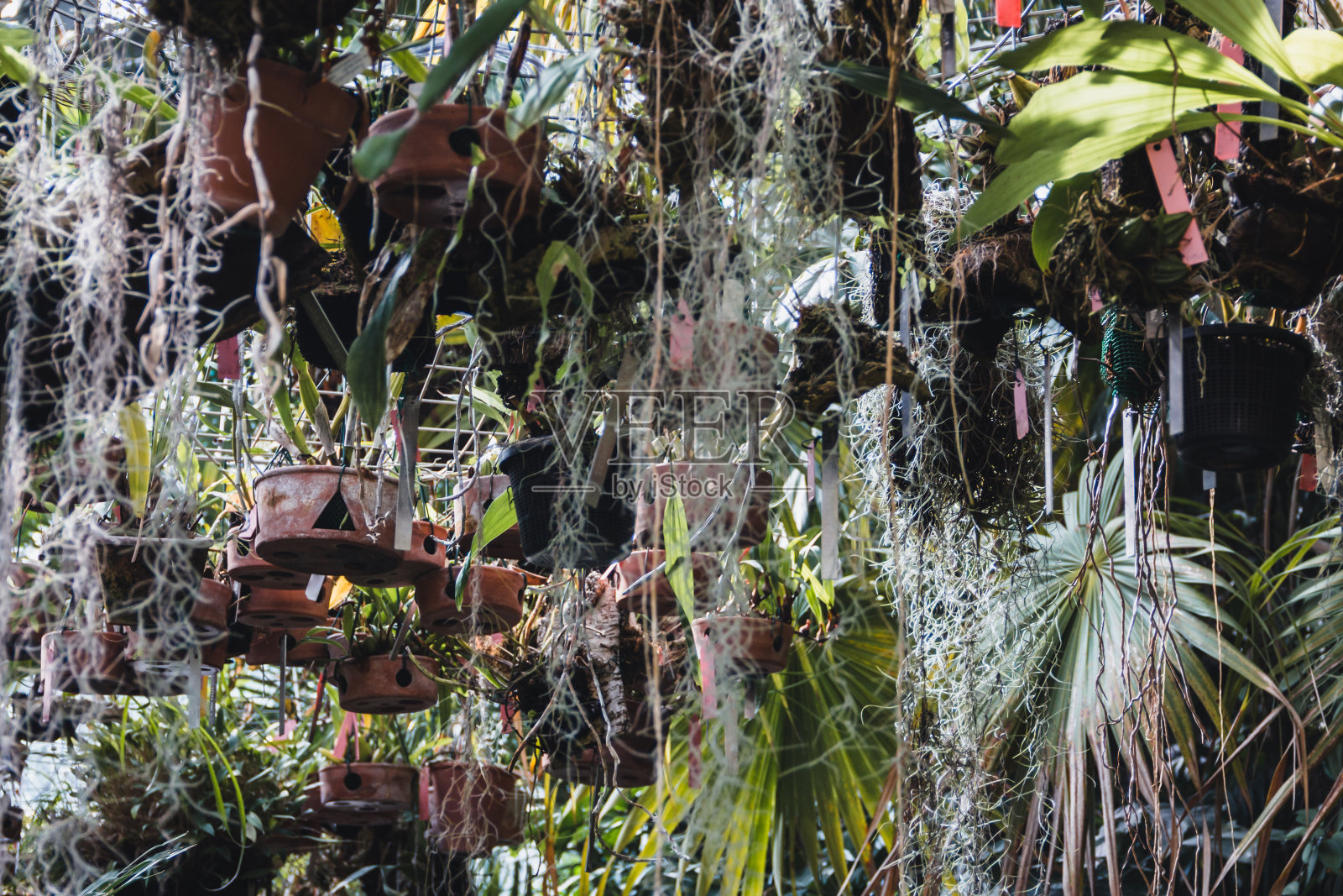 温室里的植物从天花板上垂下来，还有很多植物。副本的空间。有选择性的重点。照片摄影图片