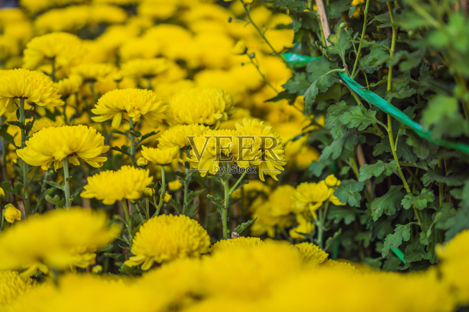 盆黄色的杏花盆景在春天越南与现代树是达到它的一定盛开明亮的黄色。这是越南春节的象征花照片摄影图片