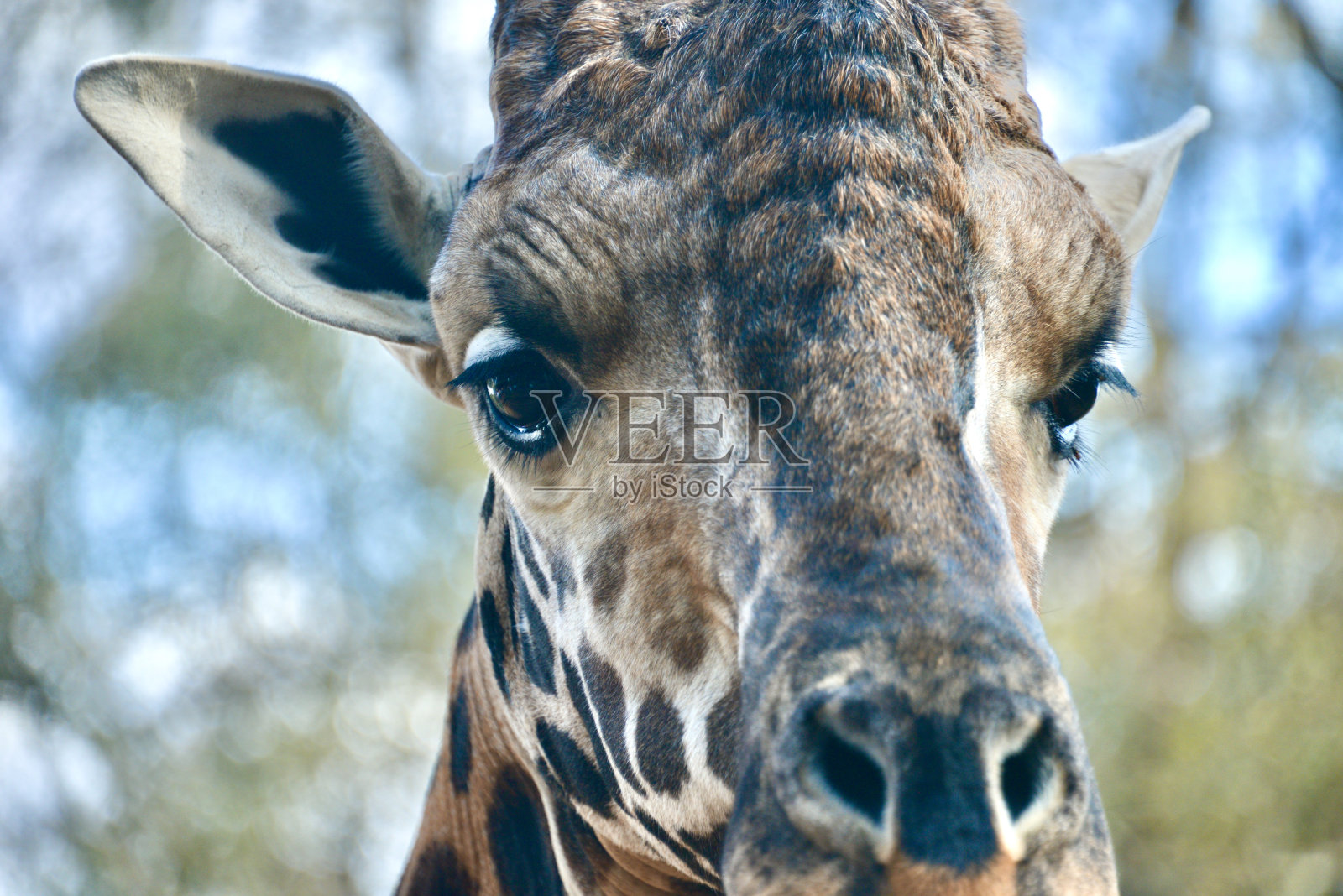 长颈鹿照片摄影图片