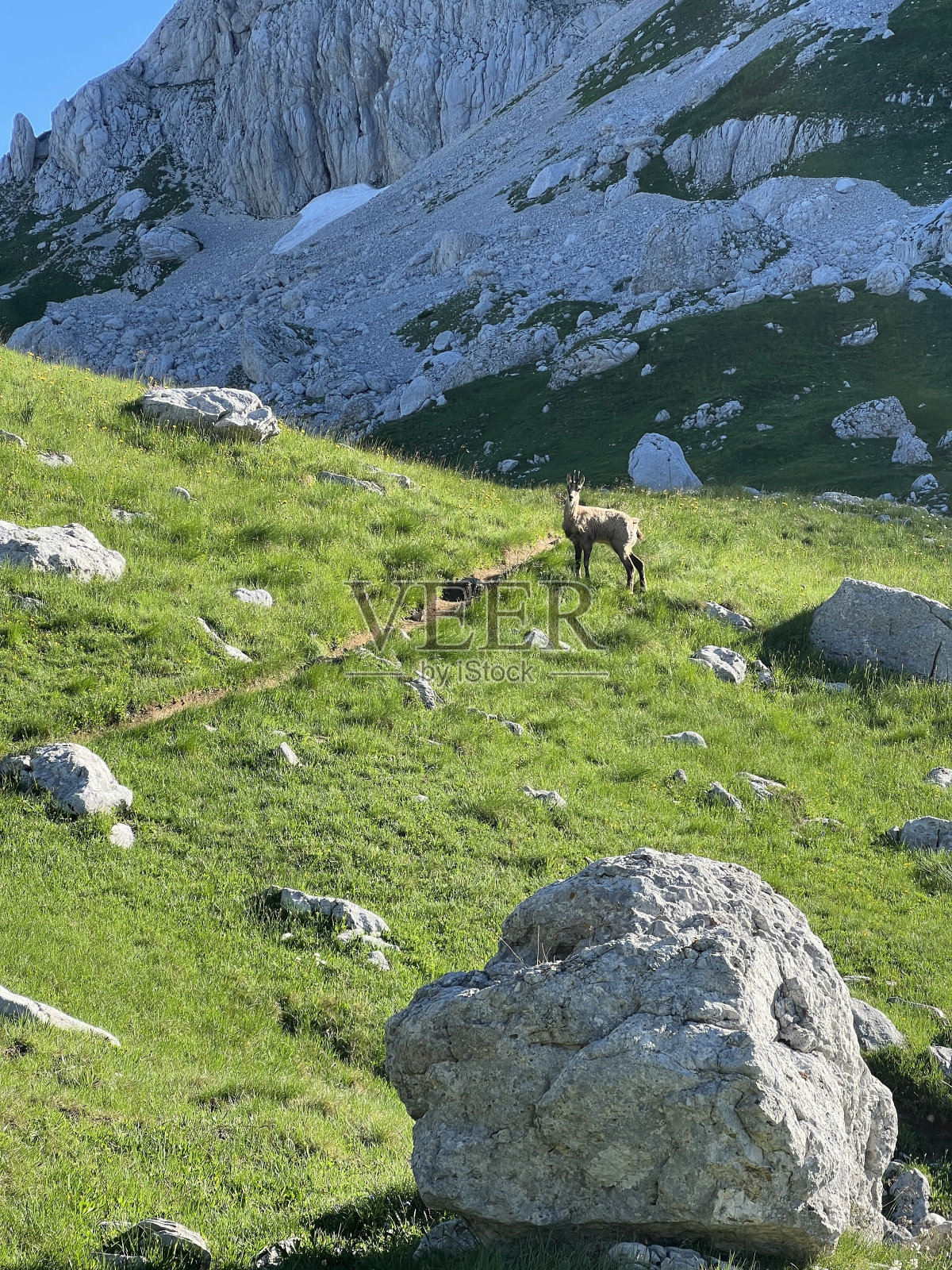 野生山羊照片摄影图片