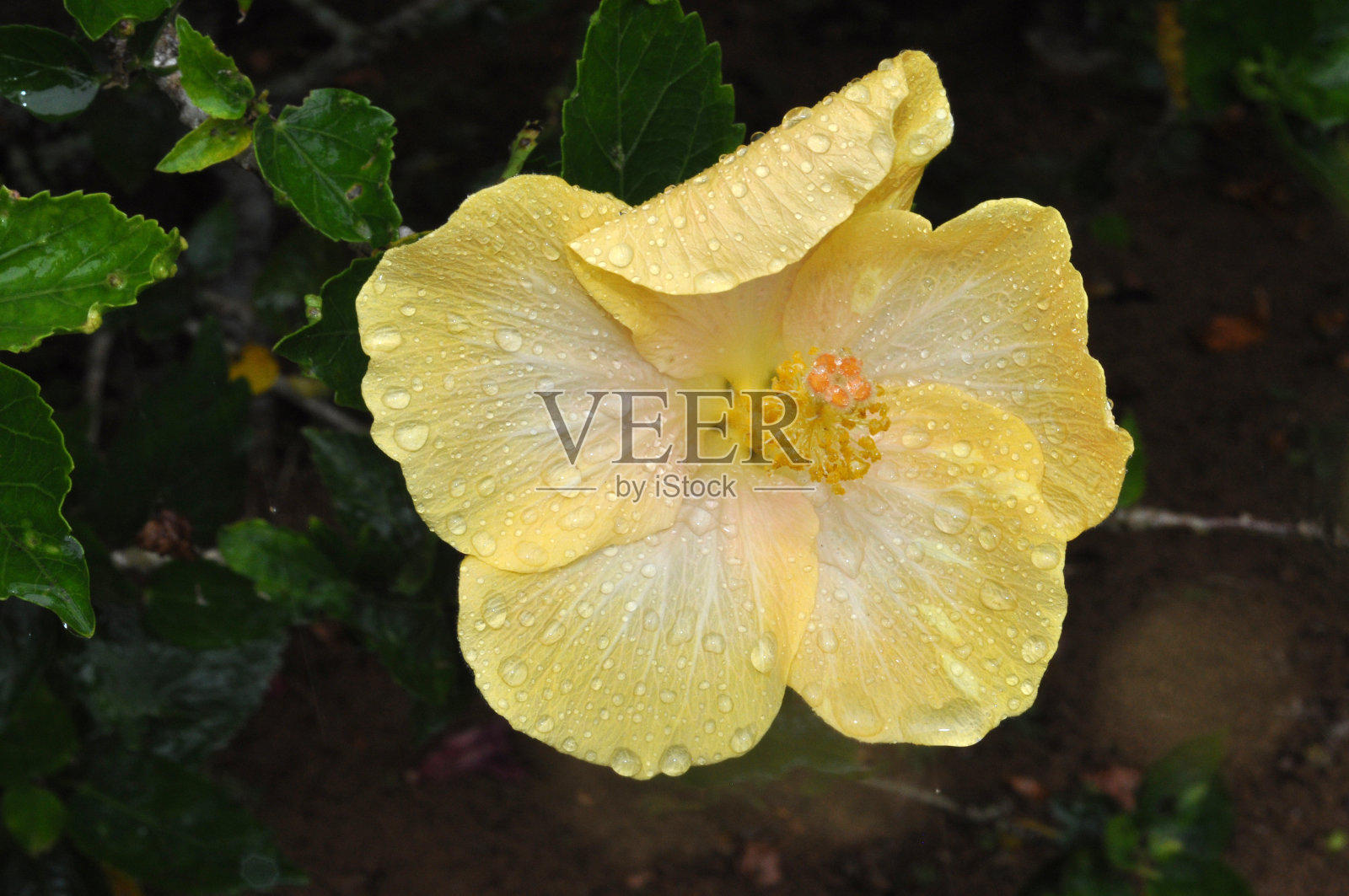 考艾岛芙蓉照片摄影图片