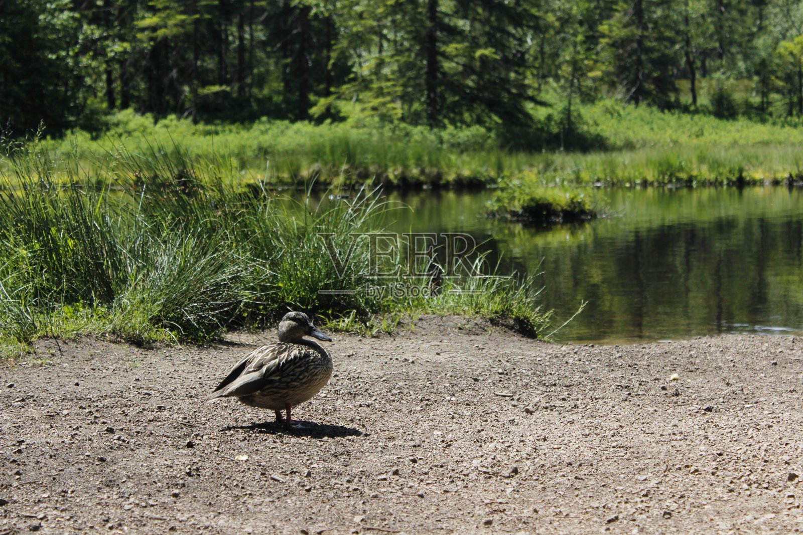 母鸭靠近水照片摄影图片