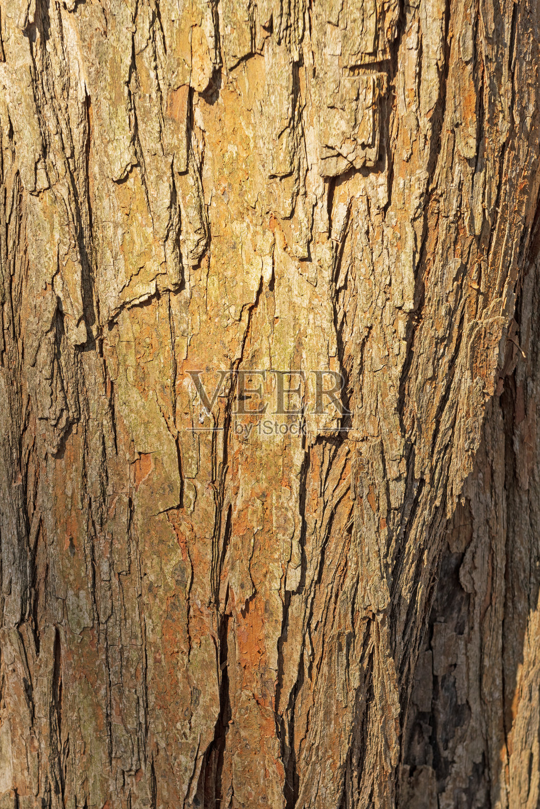 一棵老树的地衣和树皮细节照片摄影图片