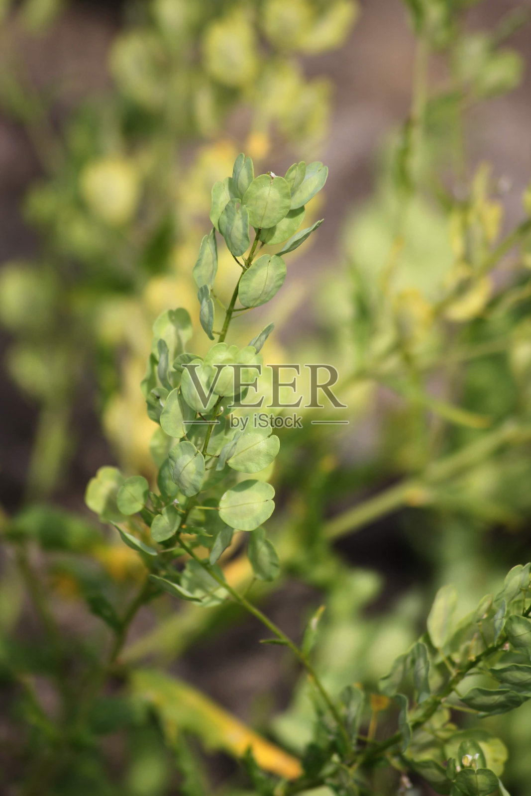 绿色植物照片摄影图片