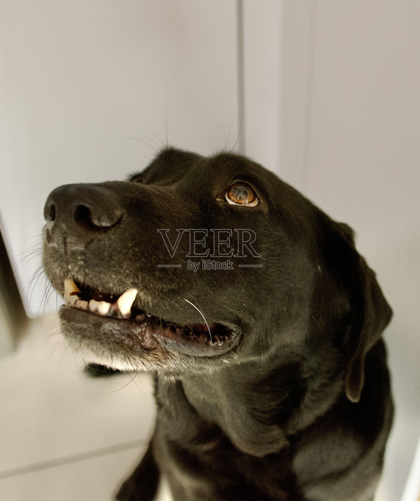 一只狗在厨房里寻找食物照片摄影图片