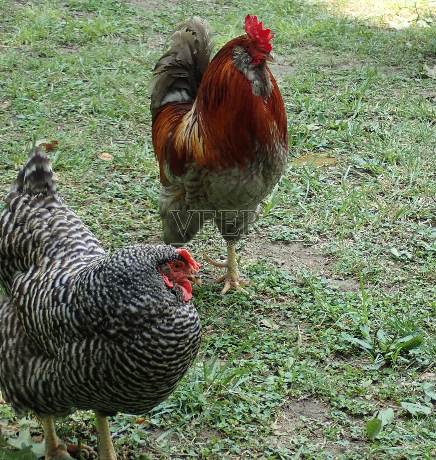 有羽毛的两人照片摄影图片