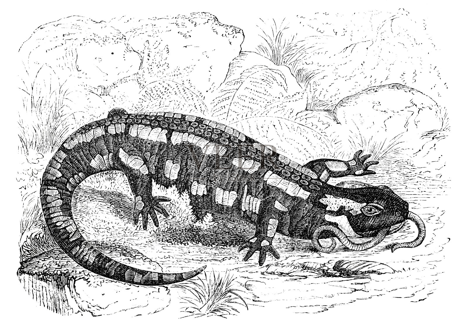 火蜥蜴设计元素图片