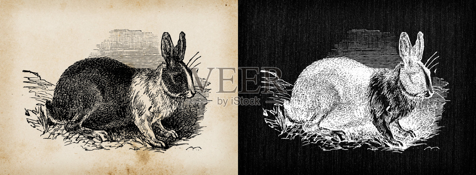 古董插图:荷兰兔设计元素图片