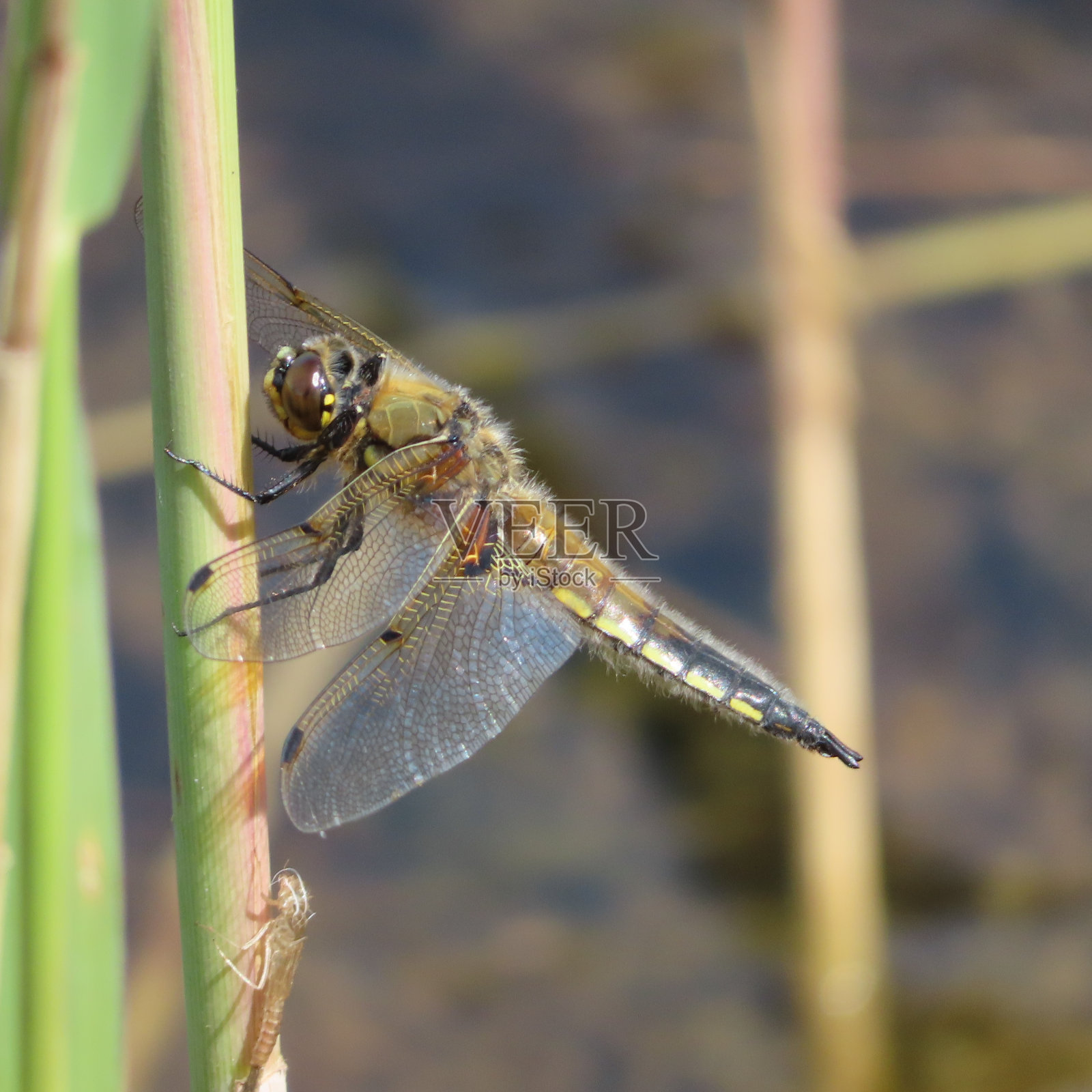 蜻蜓照片摄影图片