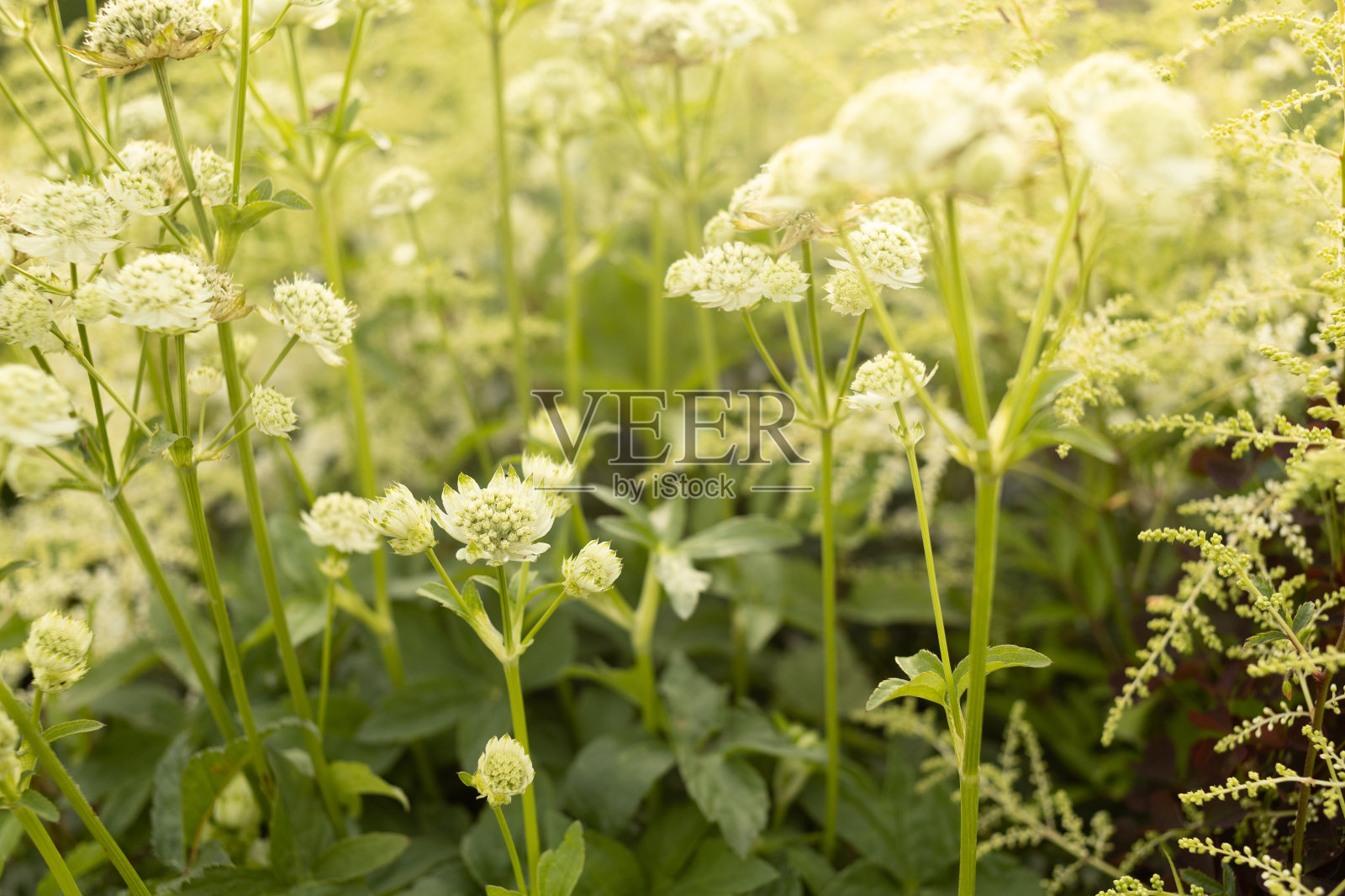 夏日花坛上盛开的阿斯特兰花照片摄影图片