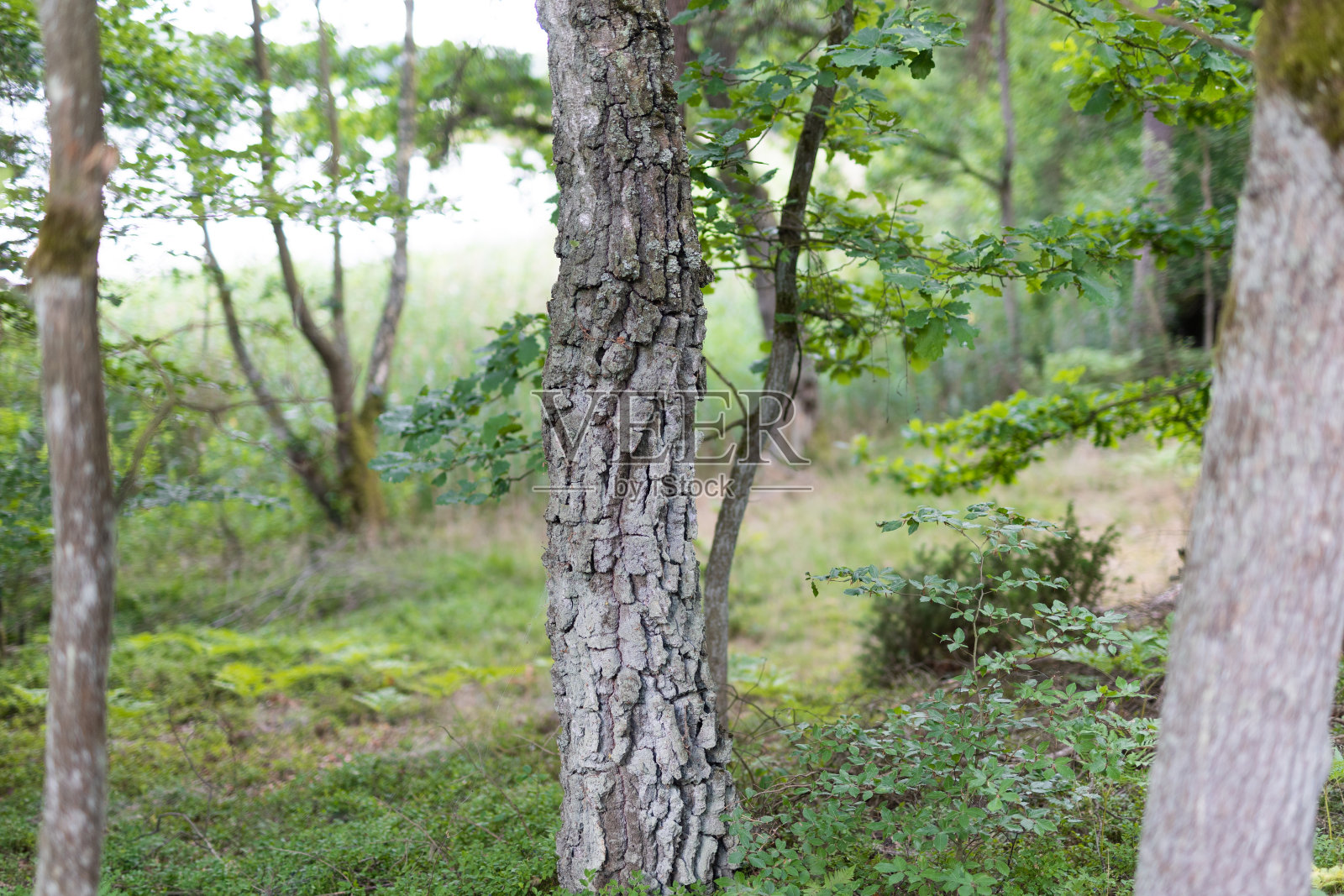 森林里的树照片摄影图片