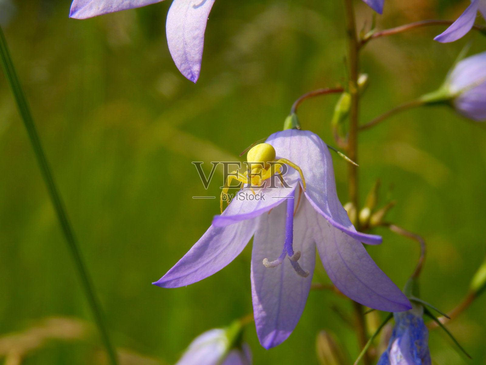 黄花蟹蛛照片摄影图片
