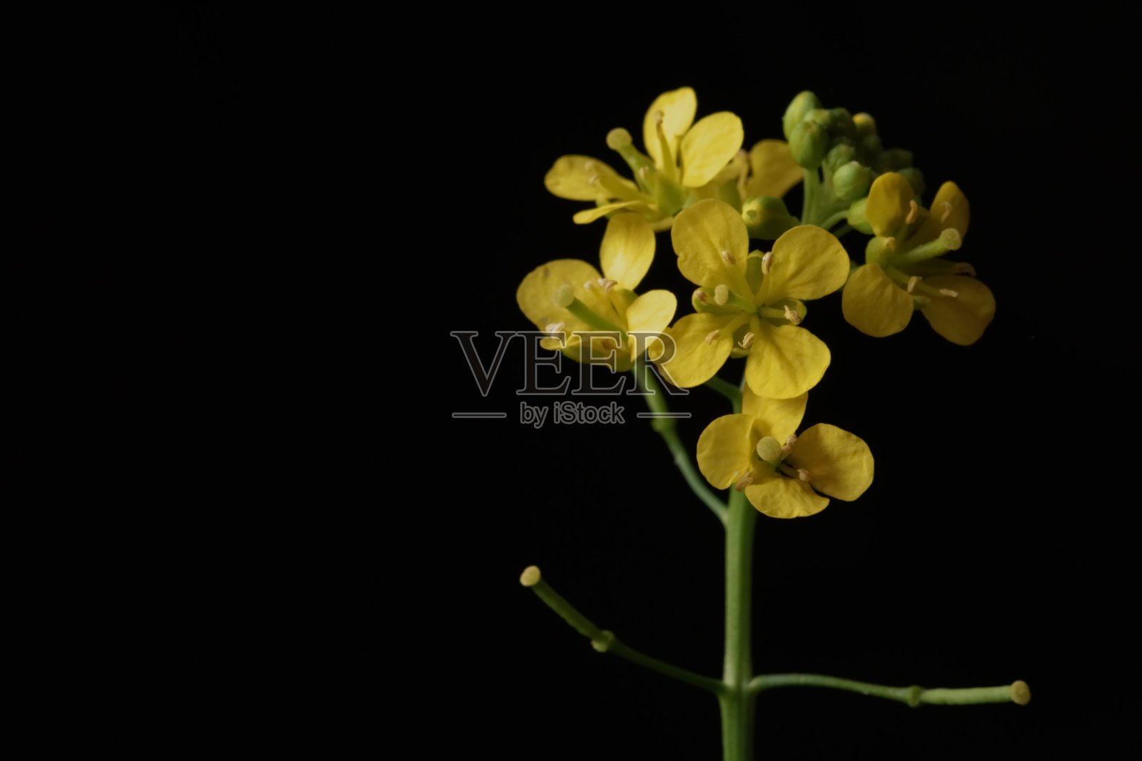 黄色野花-大黄菜;Rorippa两栖类照片摄影图片