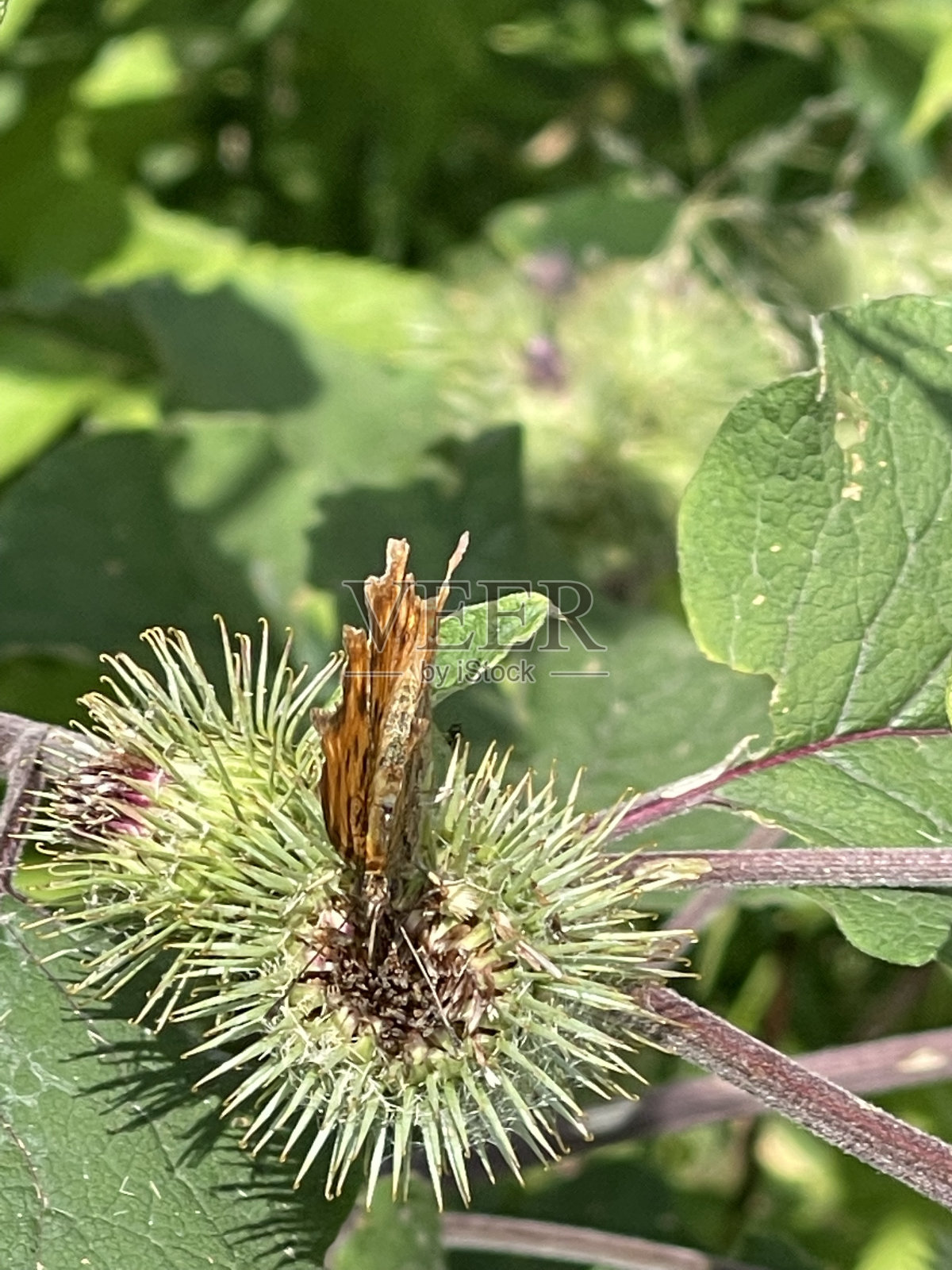 小橙色蝴蝶照片摄影图片