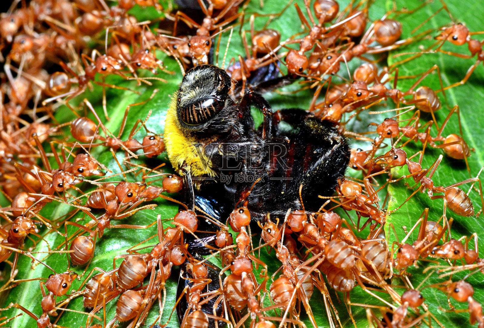 蚂蚁吃蜜蜂并把蜜蜂拖到巢中——动物行为。照片摄影图片