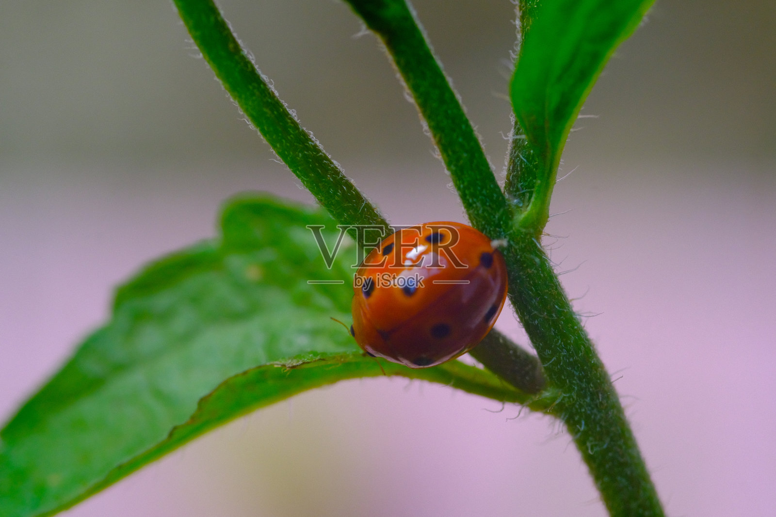 瓢虫的微距照片照片摄影图片