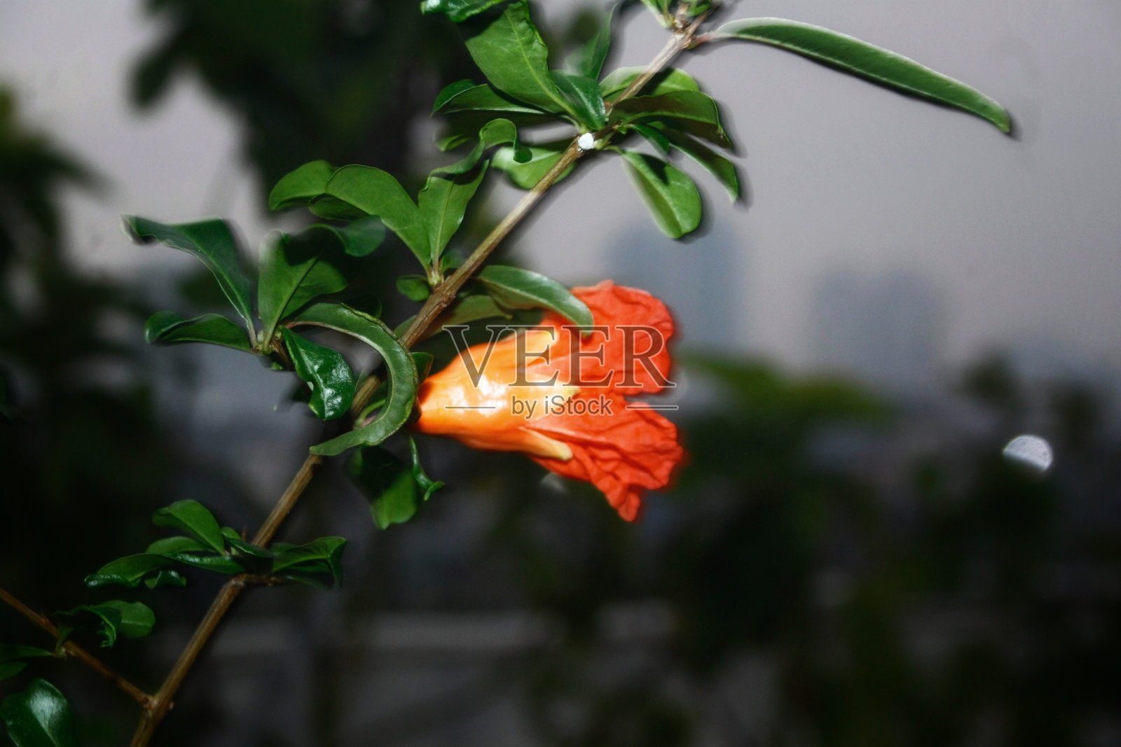 石榴花照片摄影图片